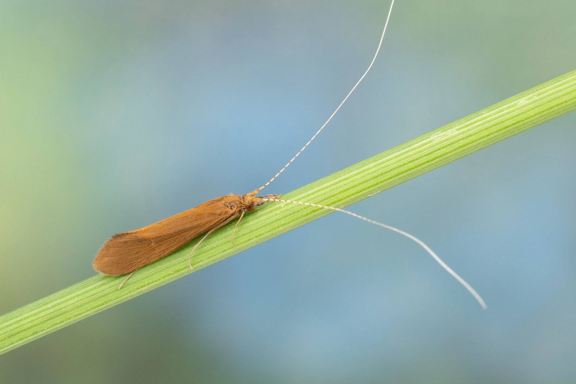 : Triaenodes bicolor.