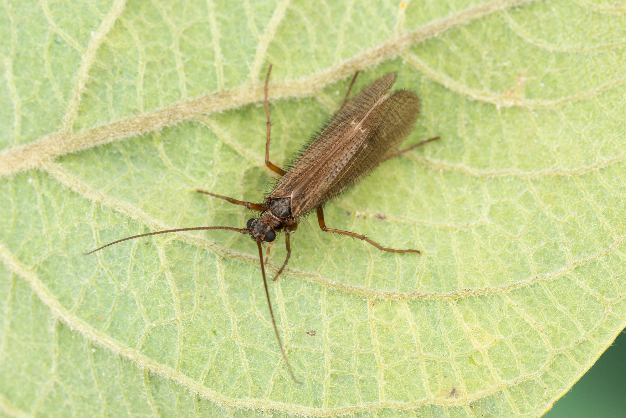 : Annitella obscurata.