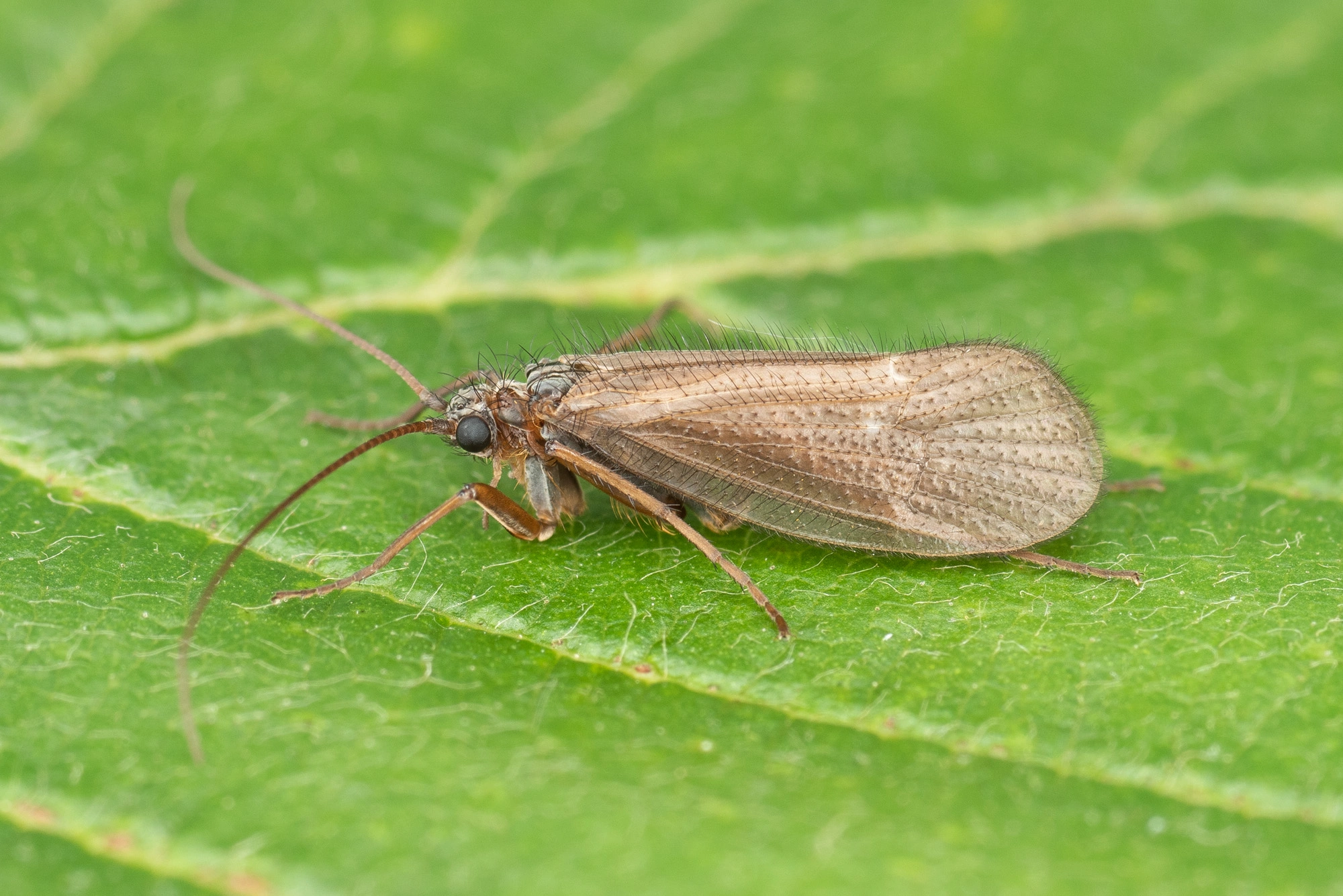 : Annitella obscurata.