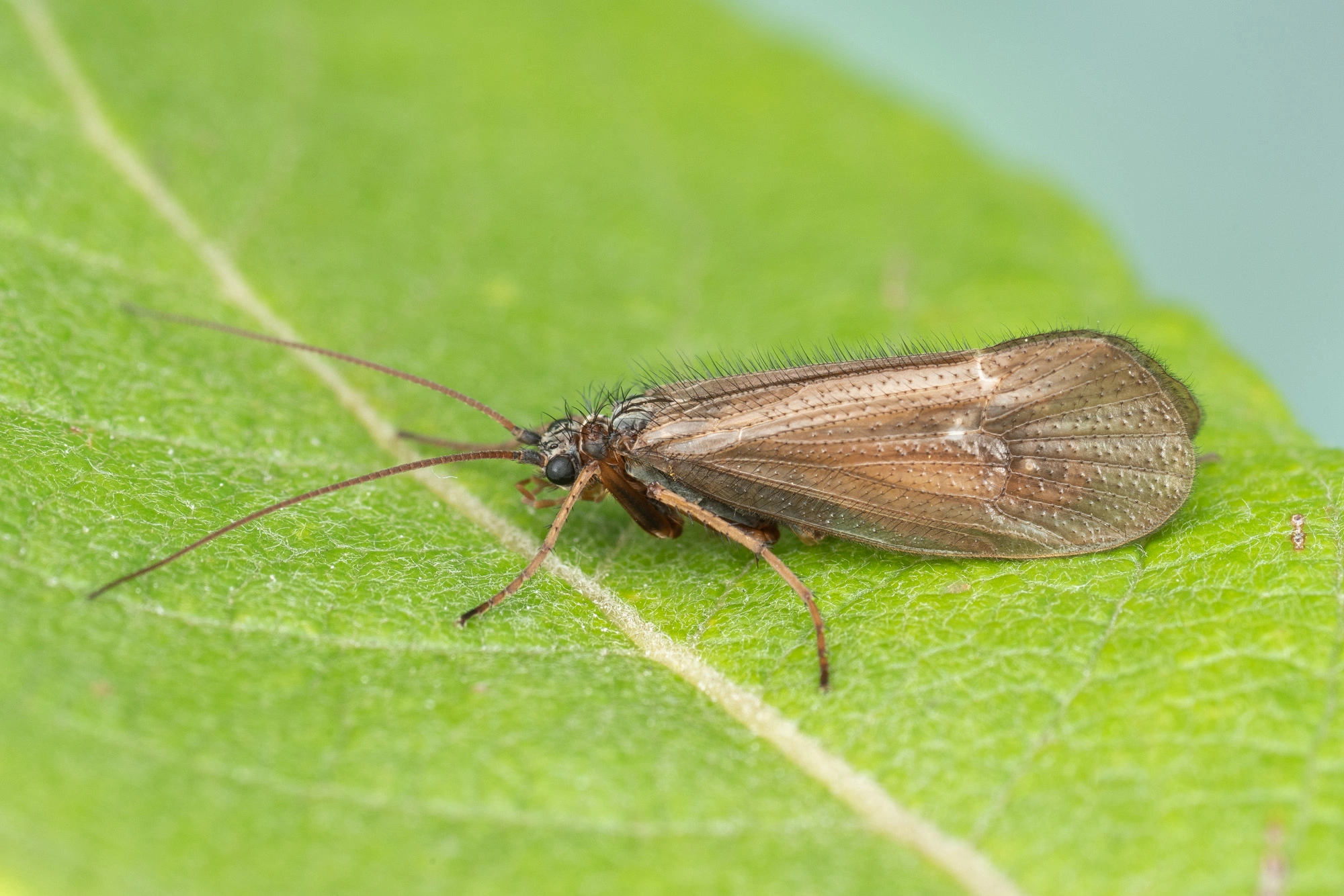 : Annitella obscurata.