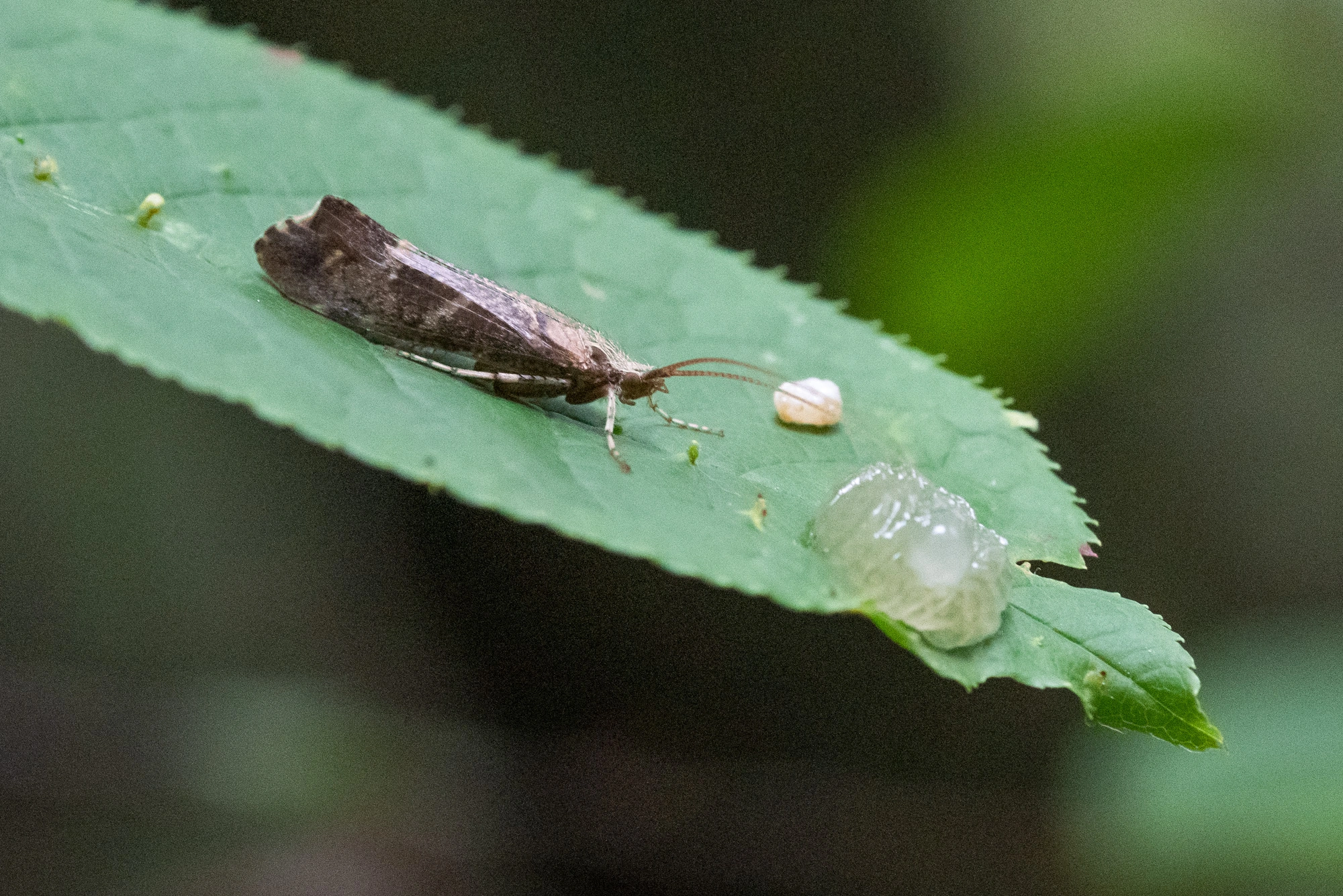 : Glyphotaelius pellucidus.