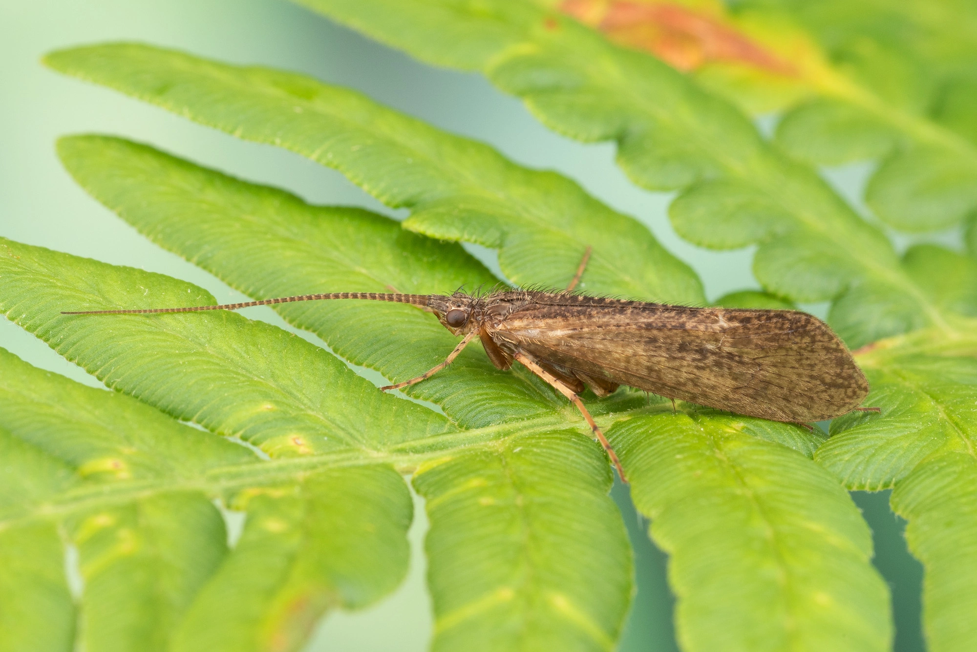 : Limnephilus extricatus.