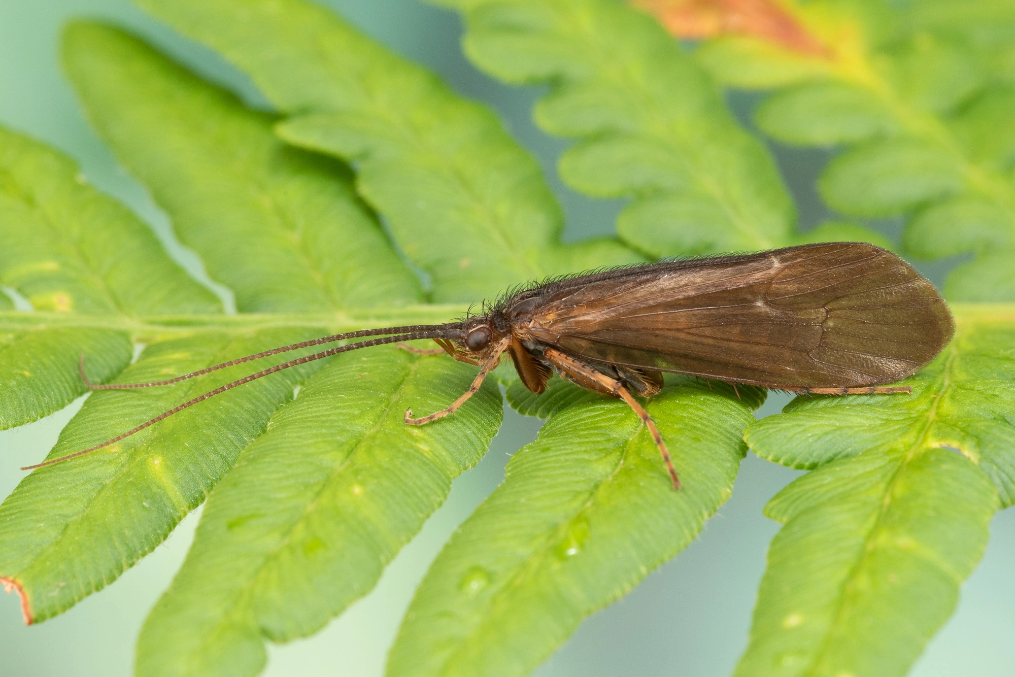 : Limnephilus fuscicornis.