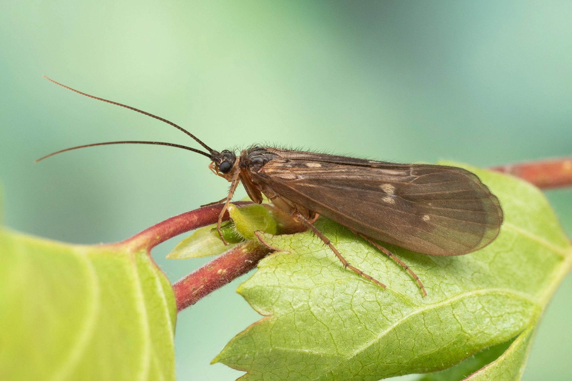 : Potamophylax latipennis.