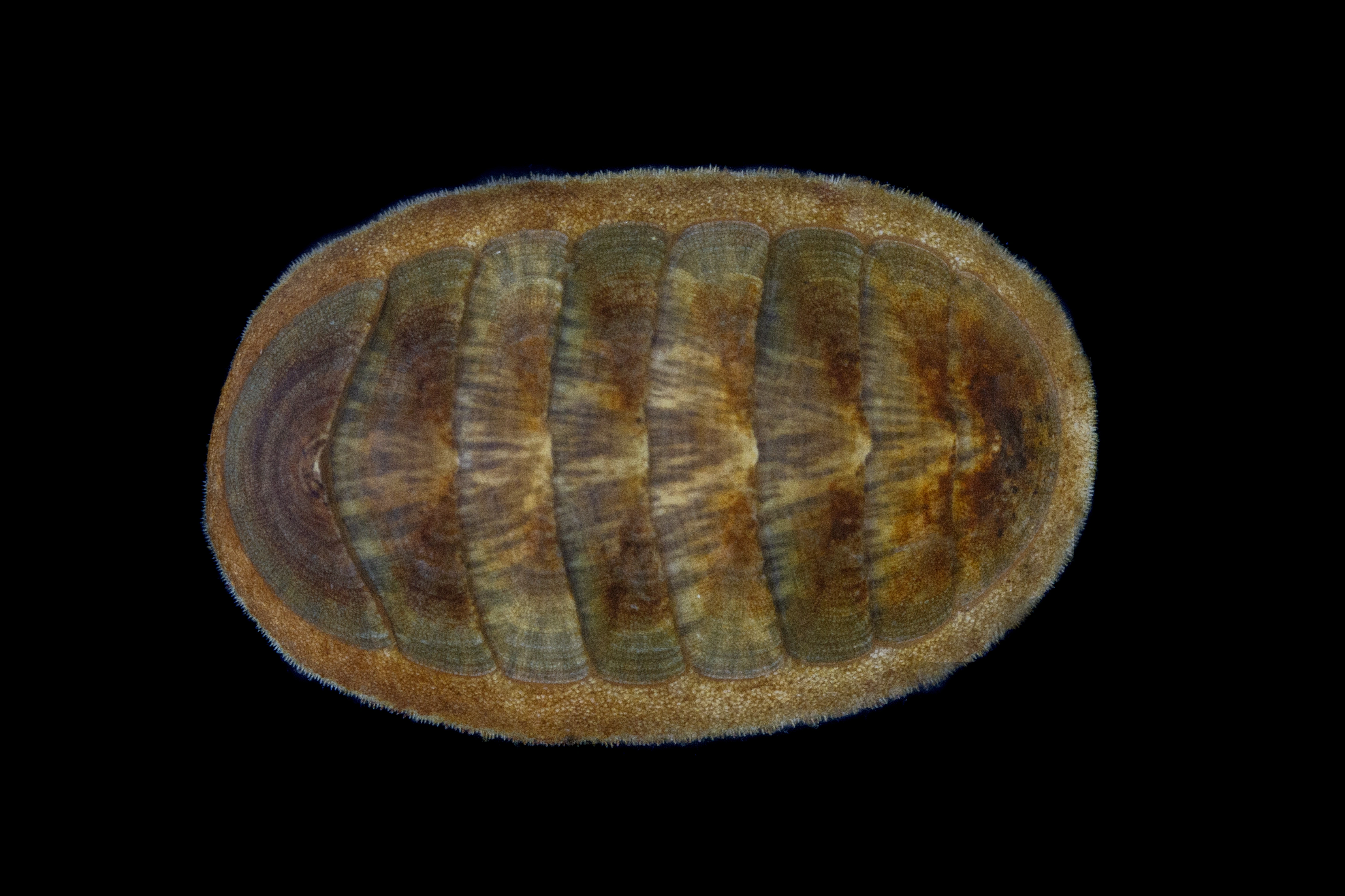 : Leptochiton asellus.