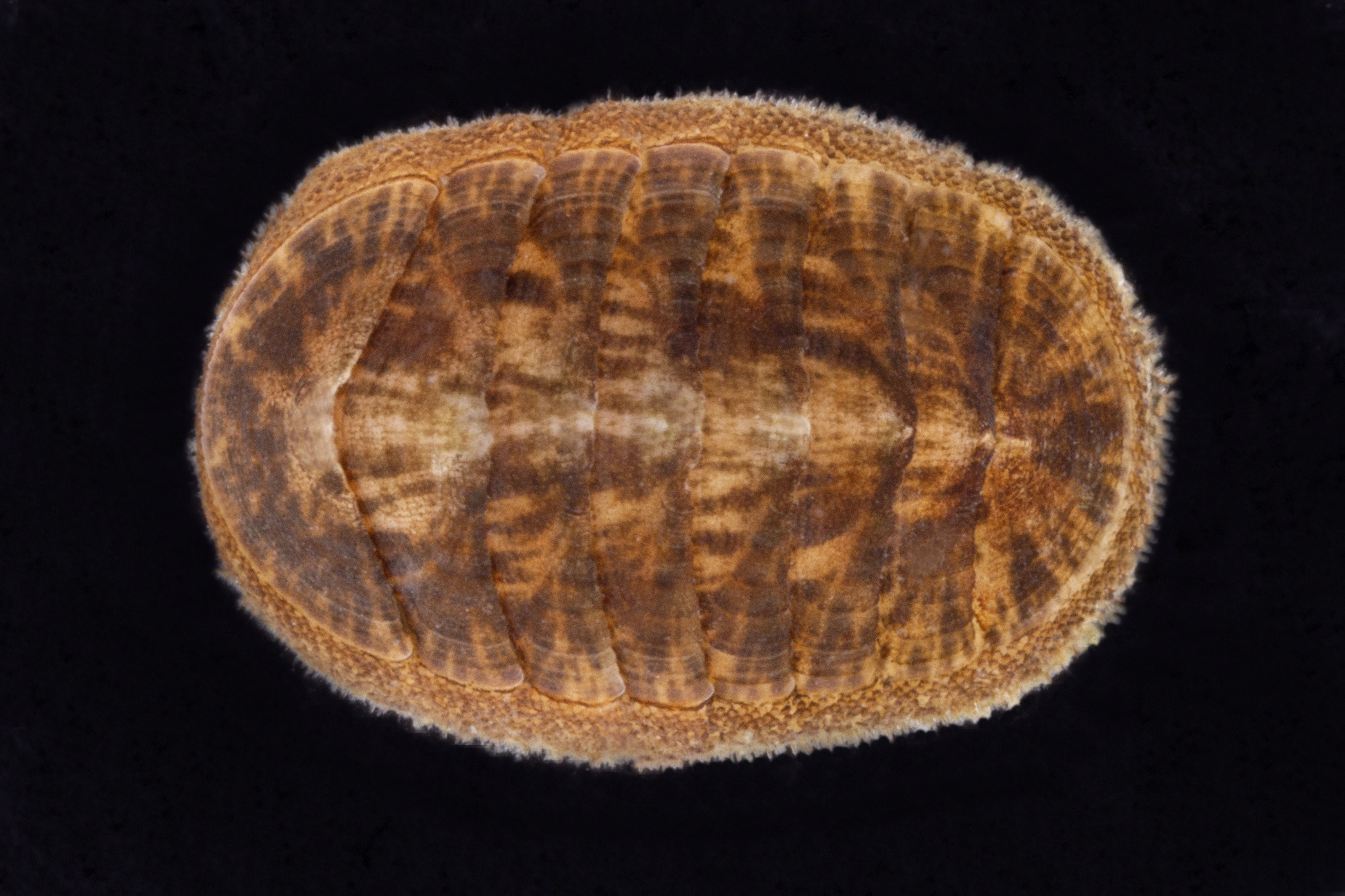 : Leptochiton asellus.