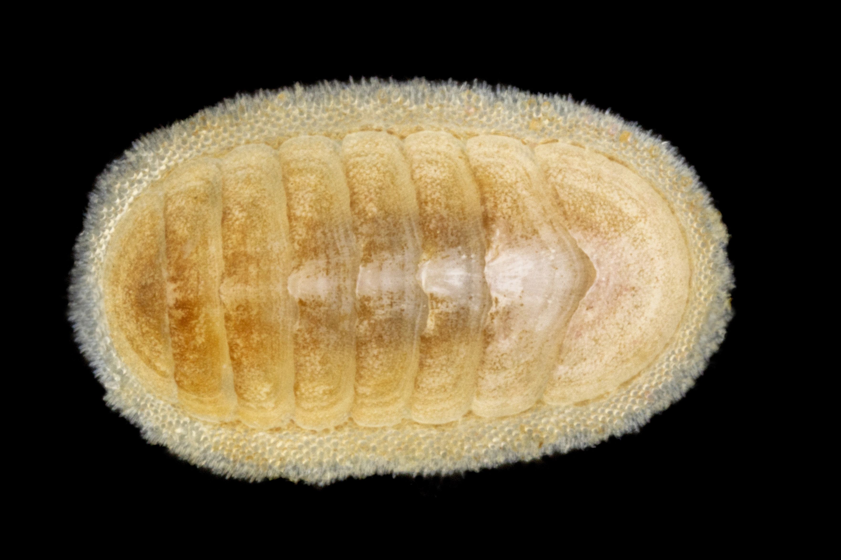 : Stenosemus albus.