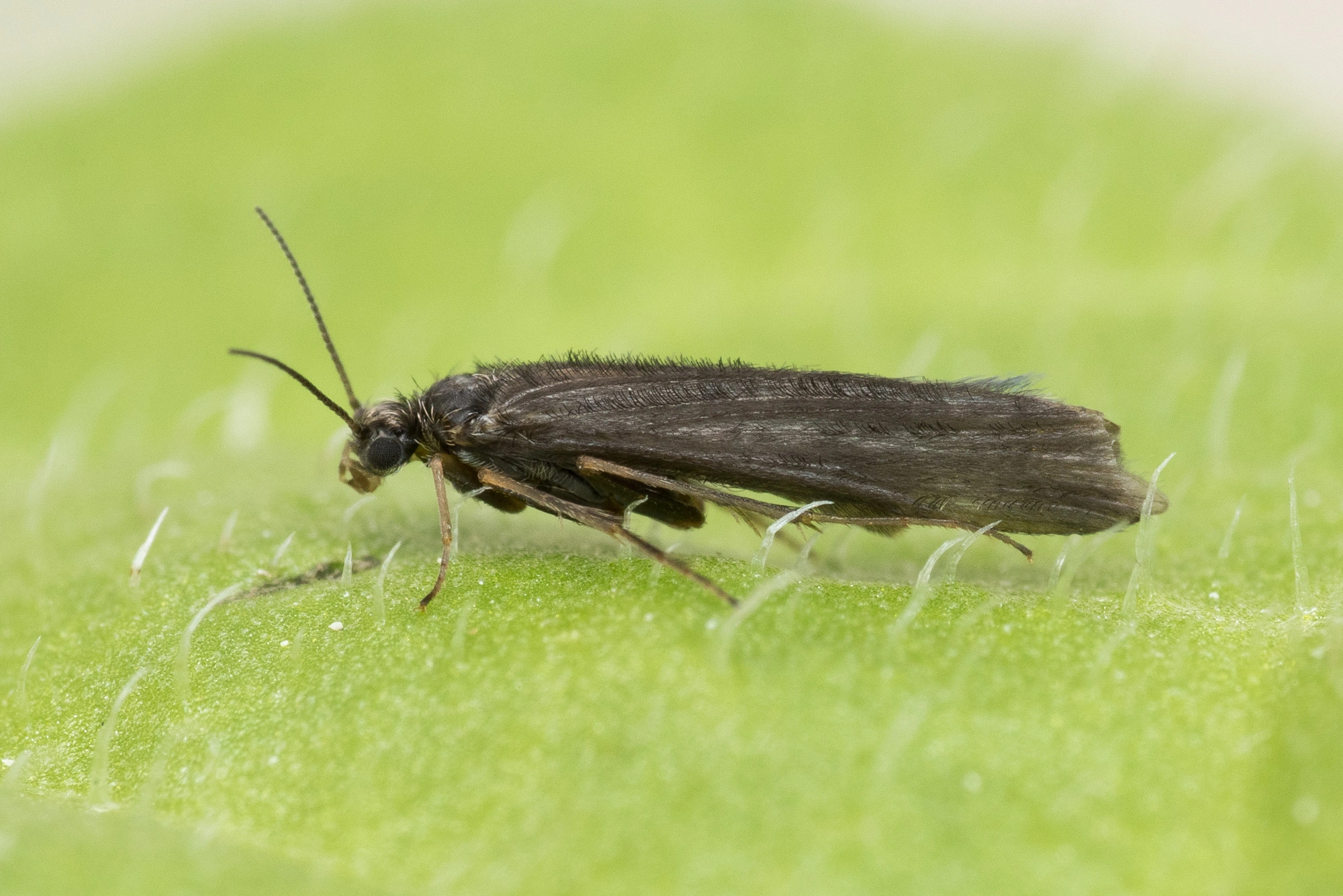 : Agraylea cognatella.