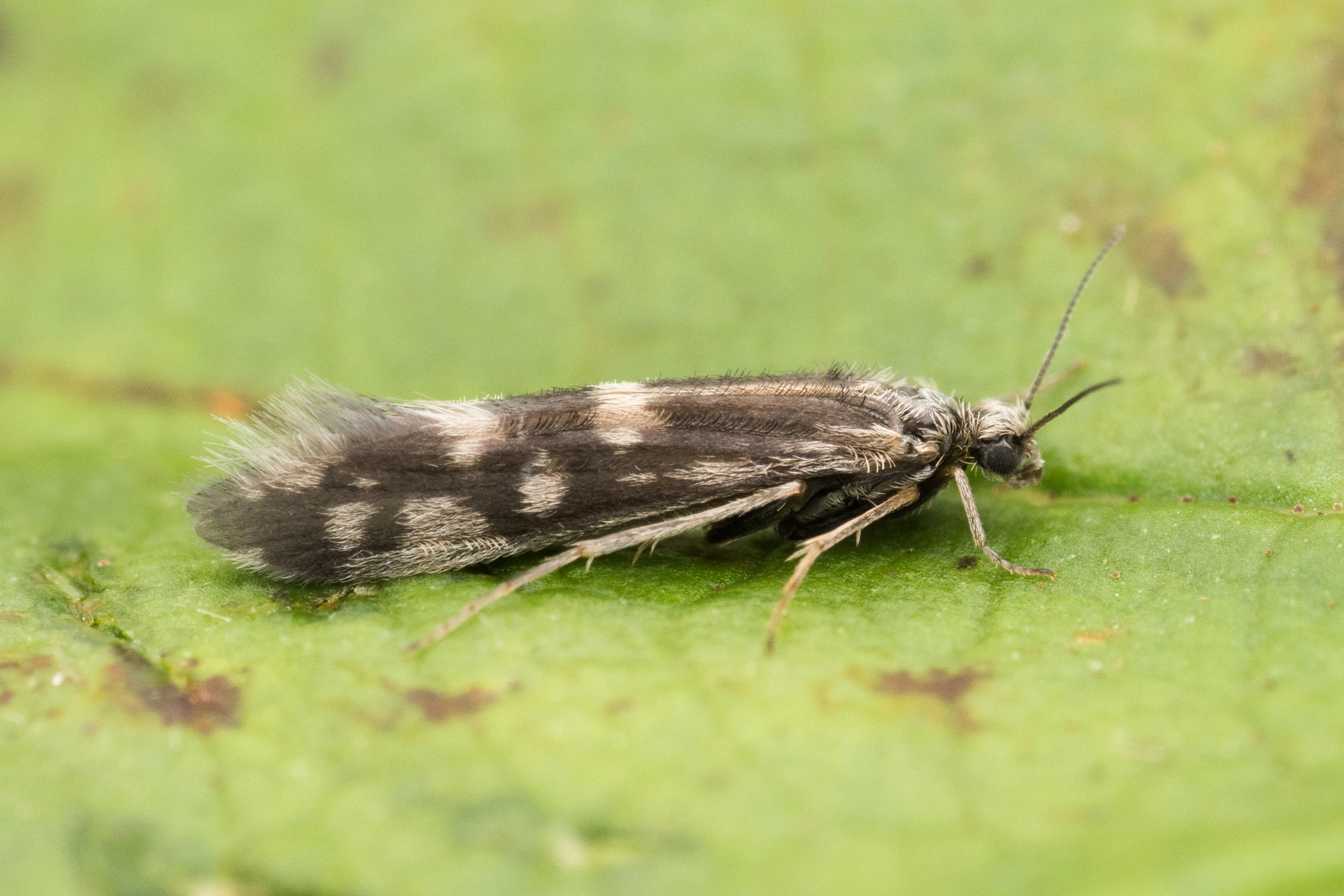 : Agraylea cognatella.