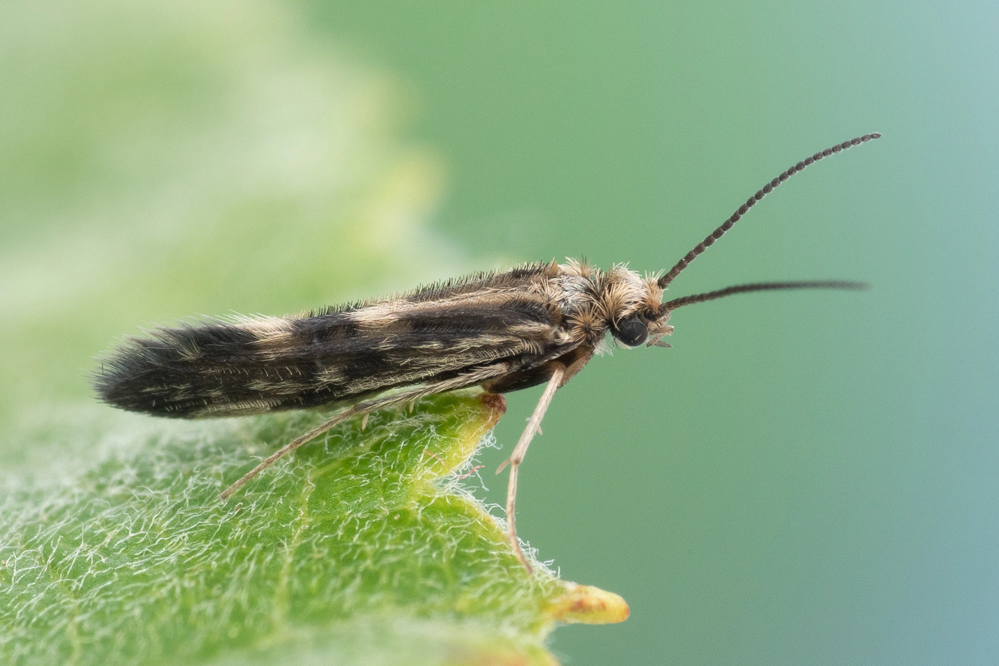 : Agraylea multipunctata.