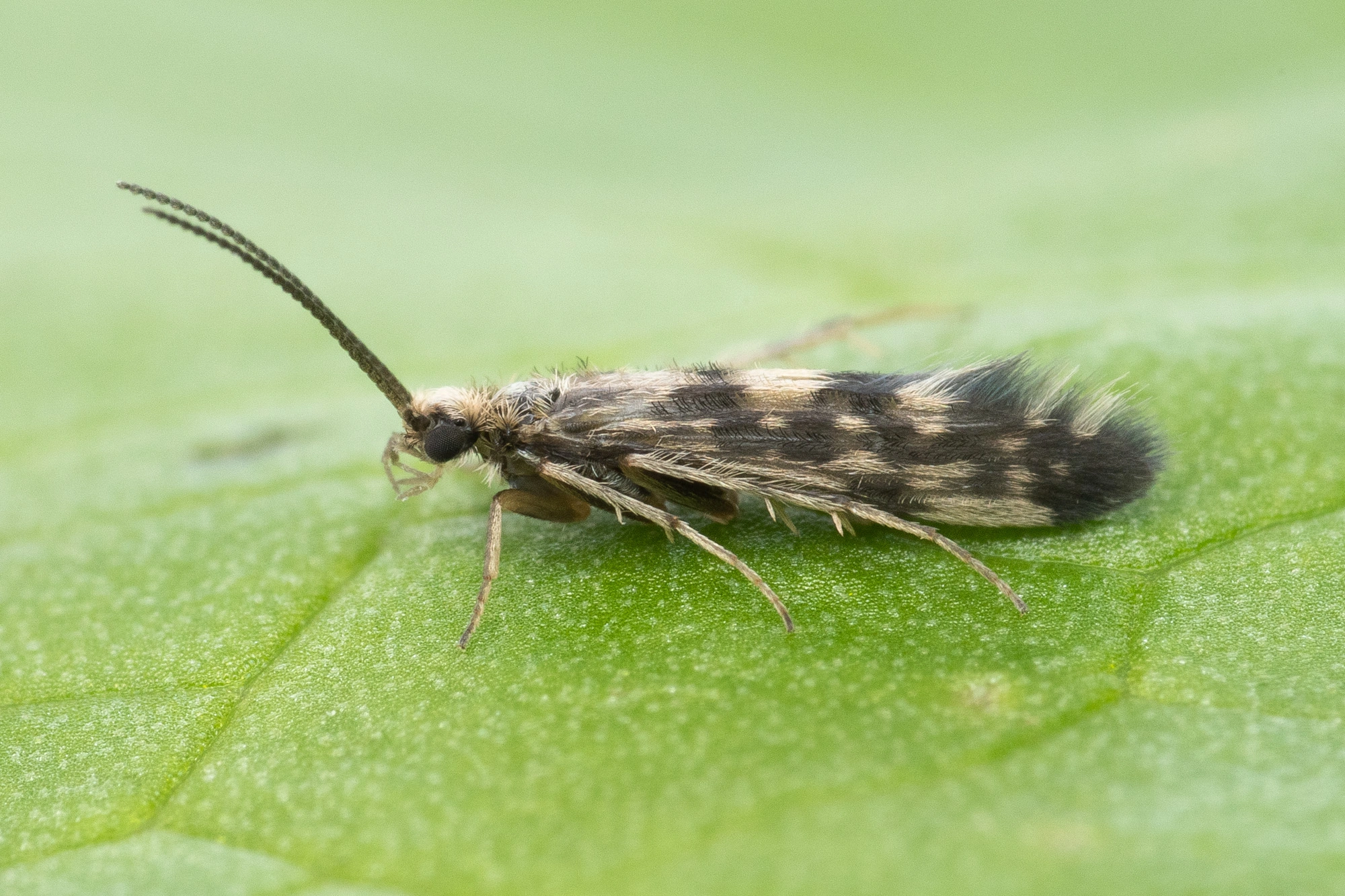 : Agraylea multipunctata.