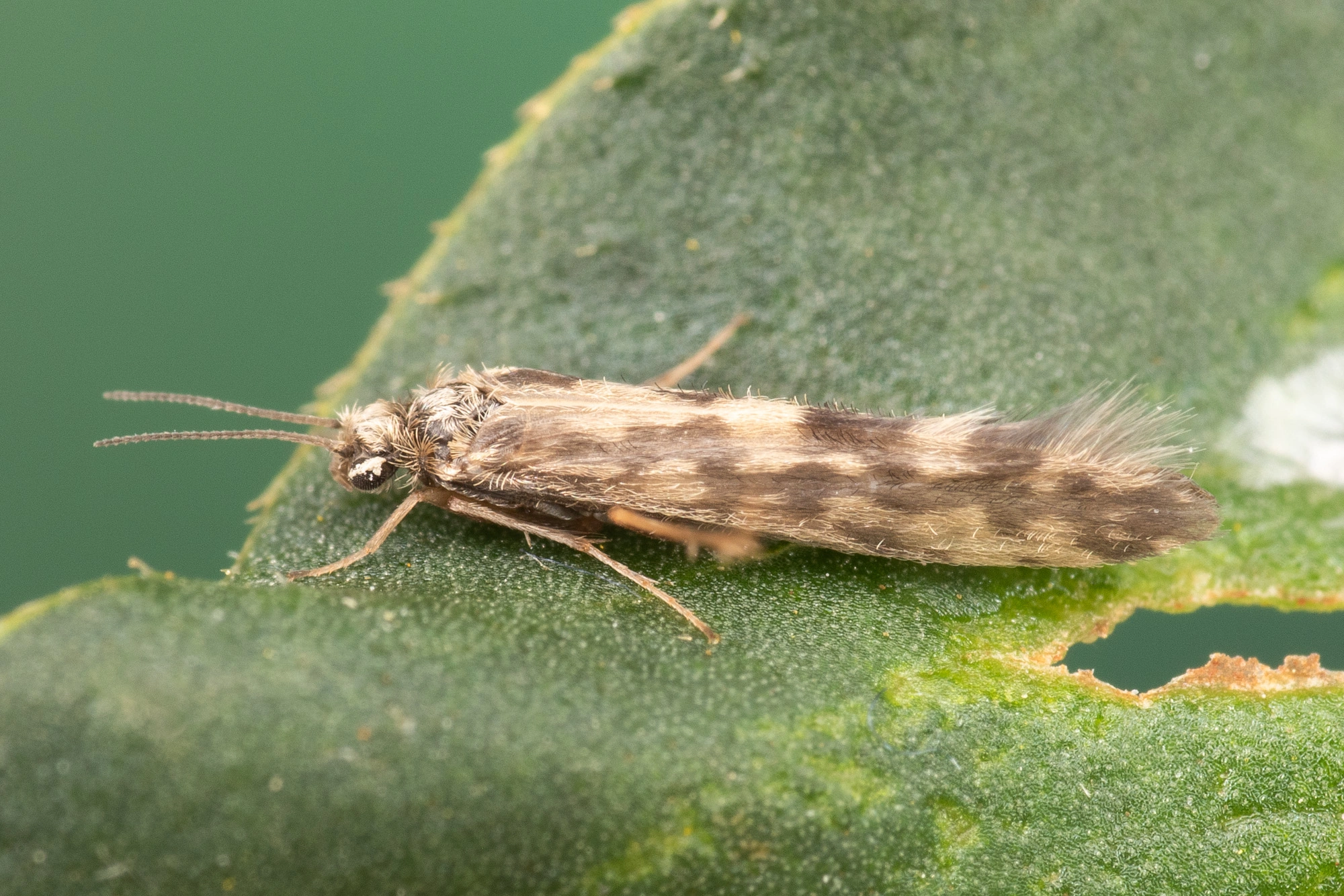 : Agraylea multipunctata.