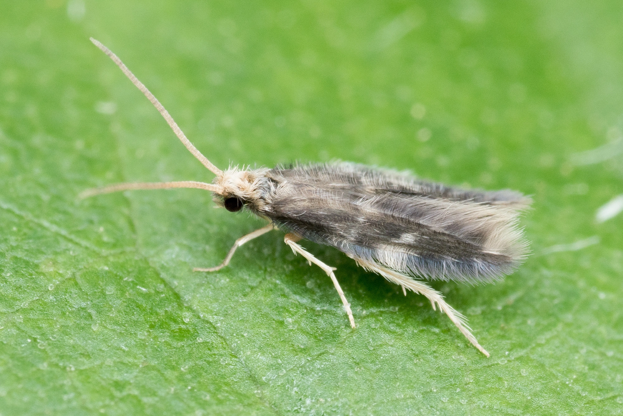 : Oxyethira flavicornis.