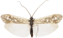 : Limnephilus femoralis.