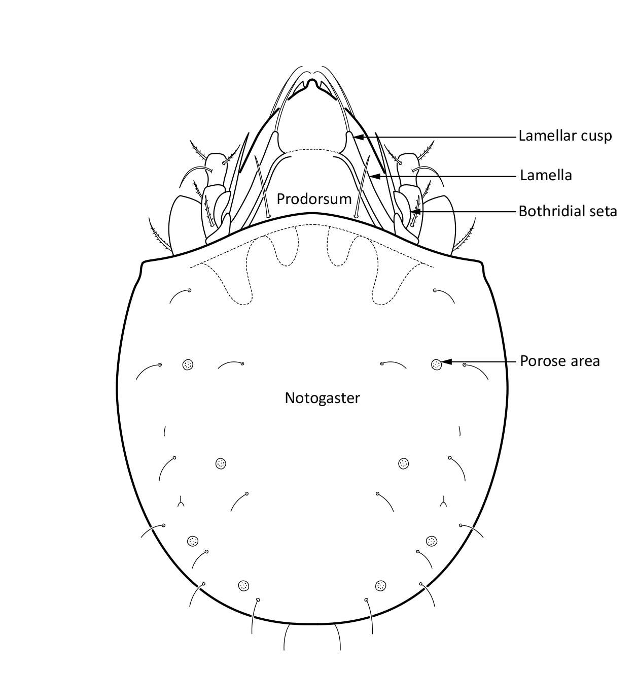 : Ceratozetes parvulus.