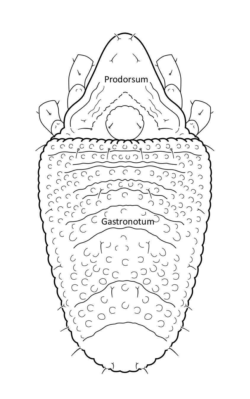 : Ceratozetes parvulus.