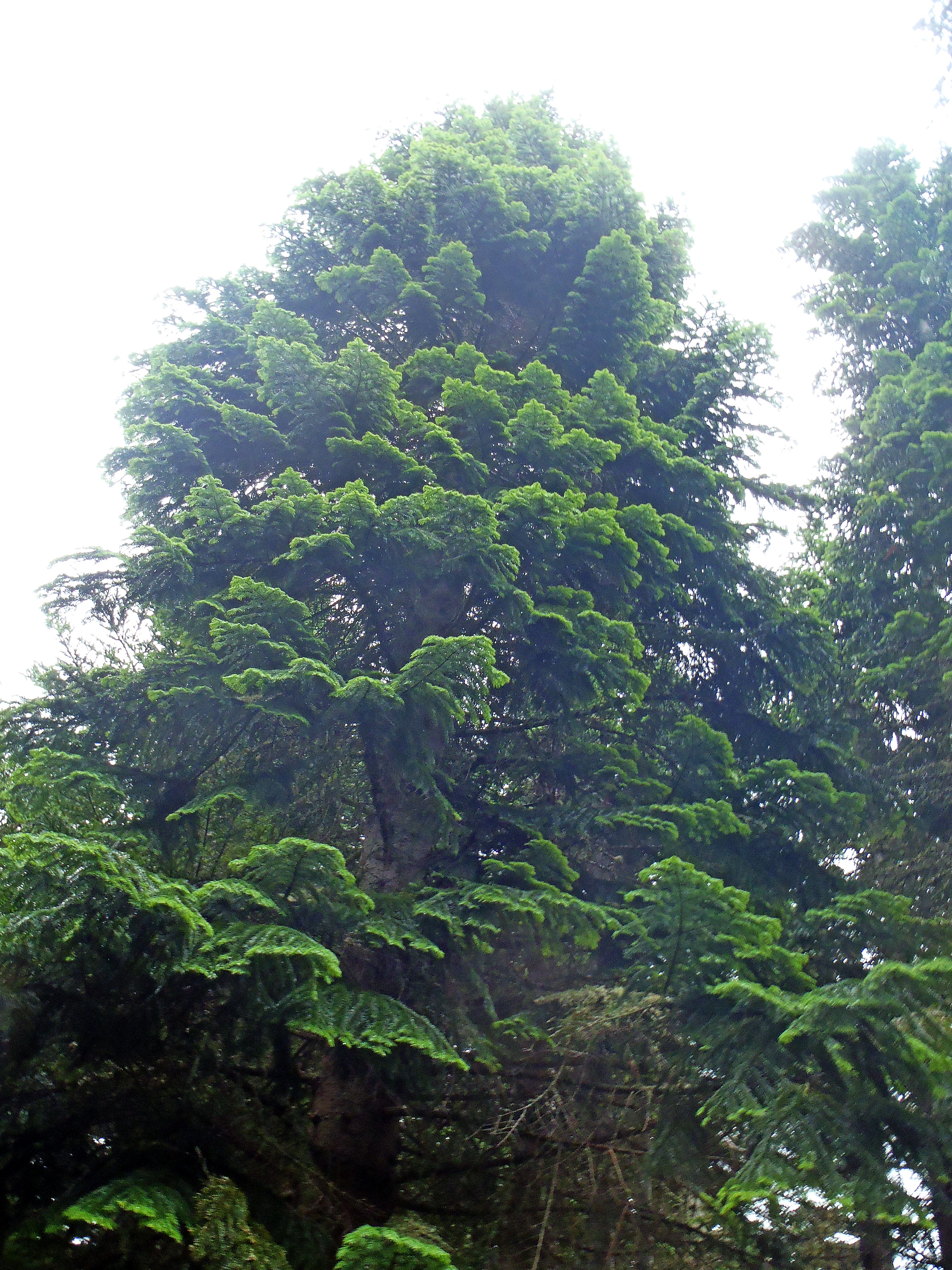 : Abies sachalinensis.