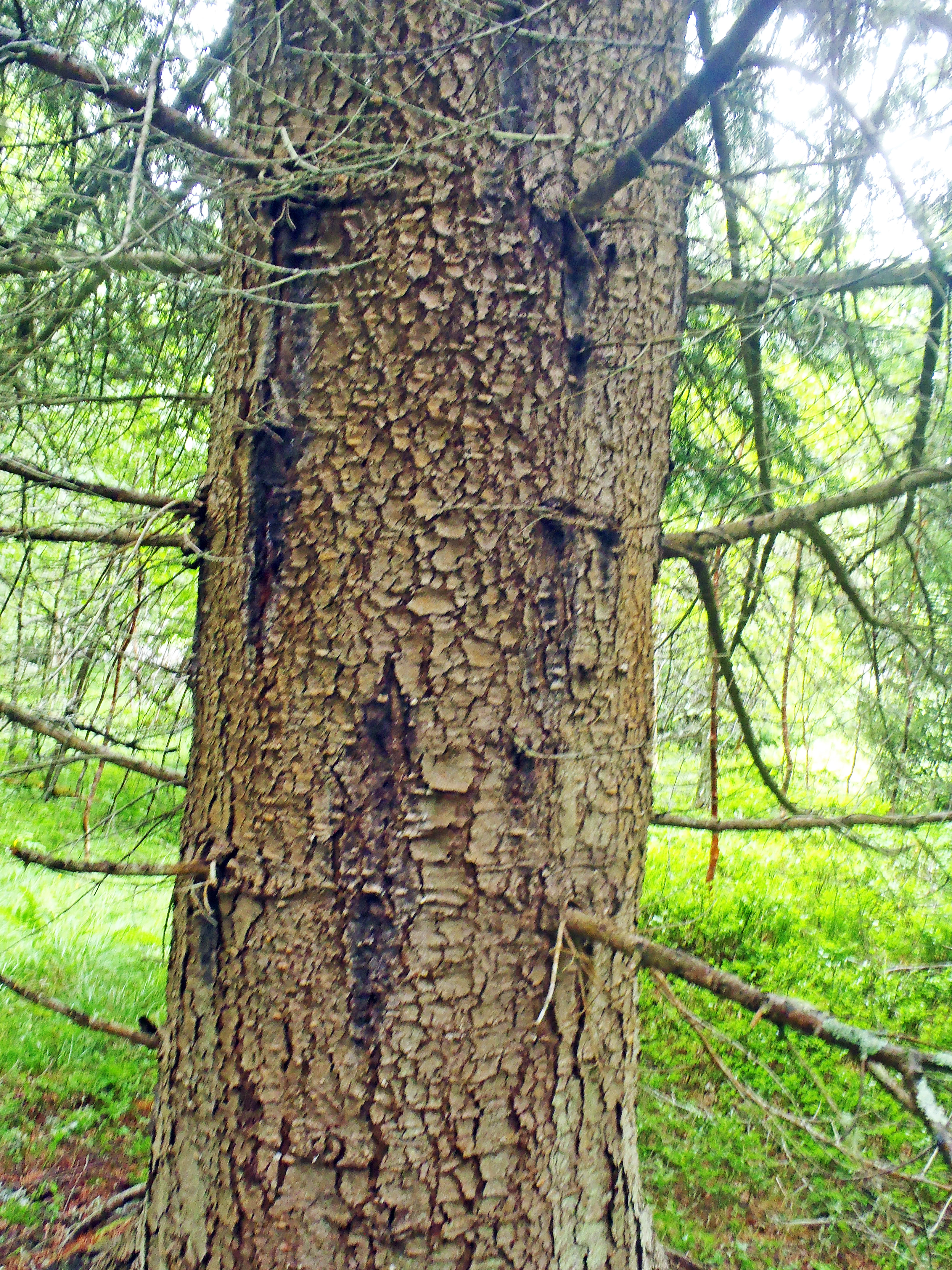 : Abies sachalinensis.