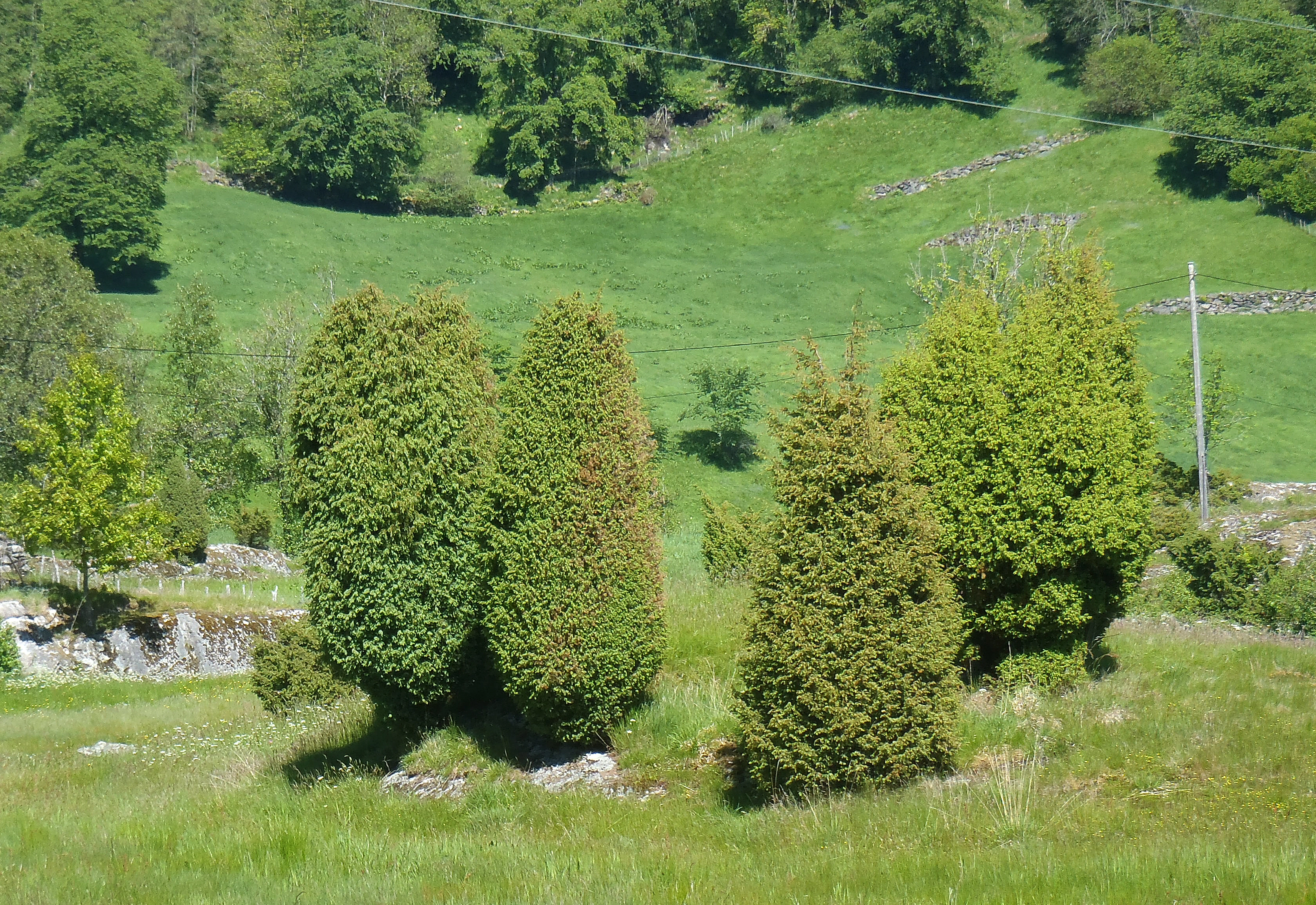 : Juniperus communis communis.