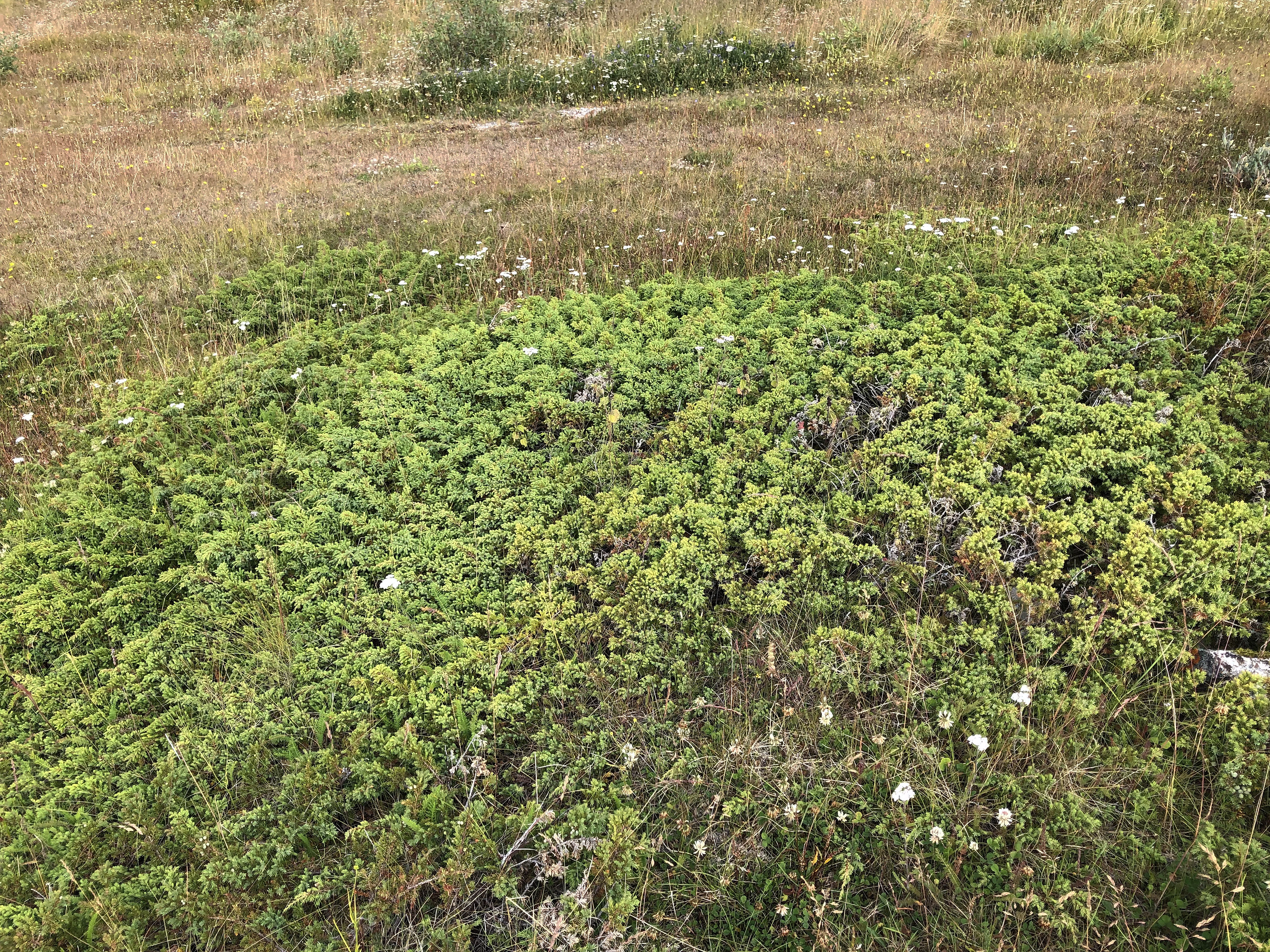 : Juniperus communis nana.