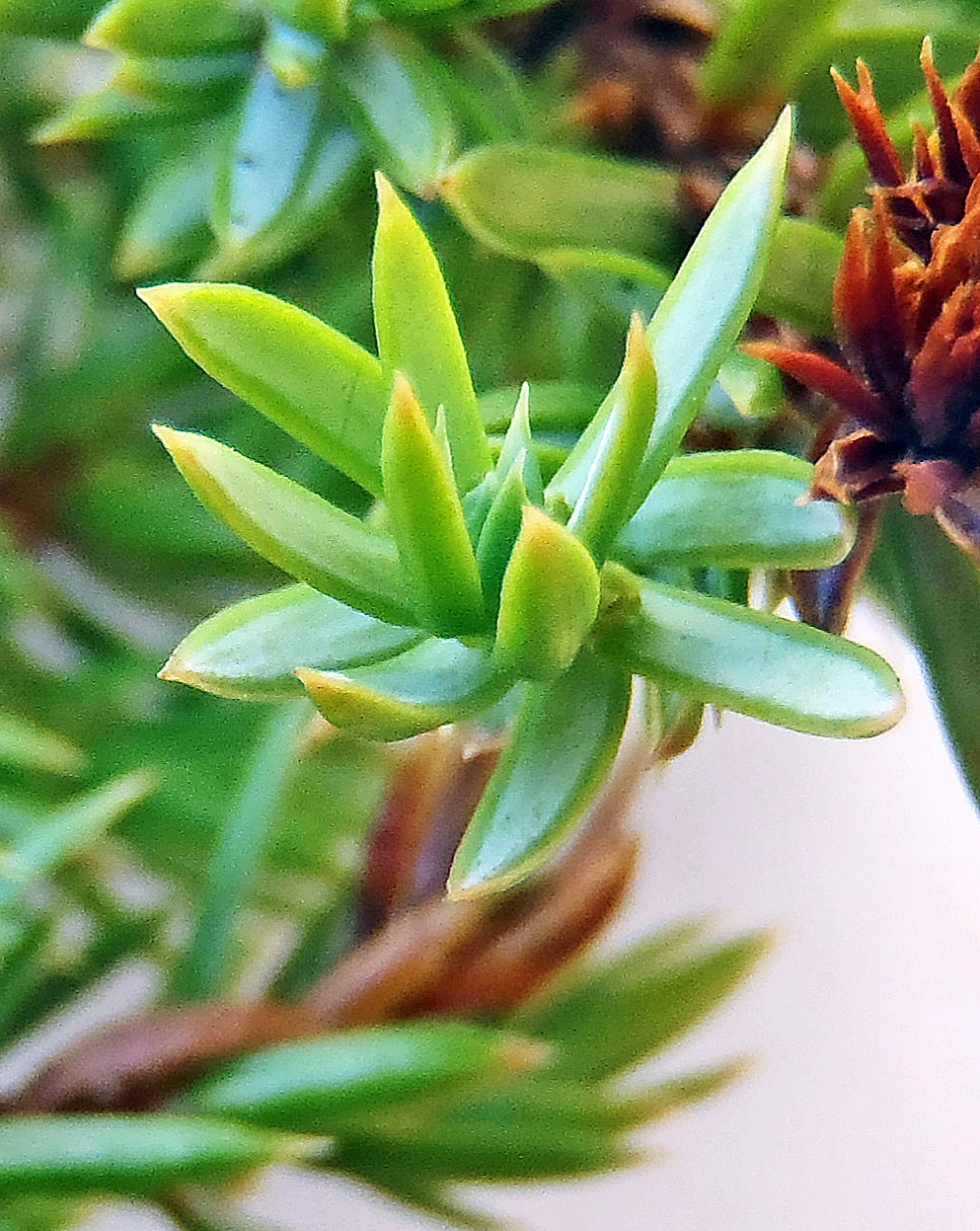 : Juniperus communis nana.