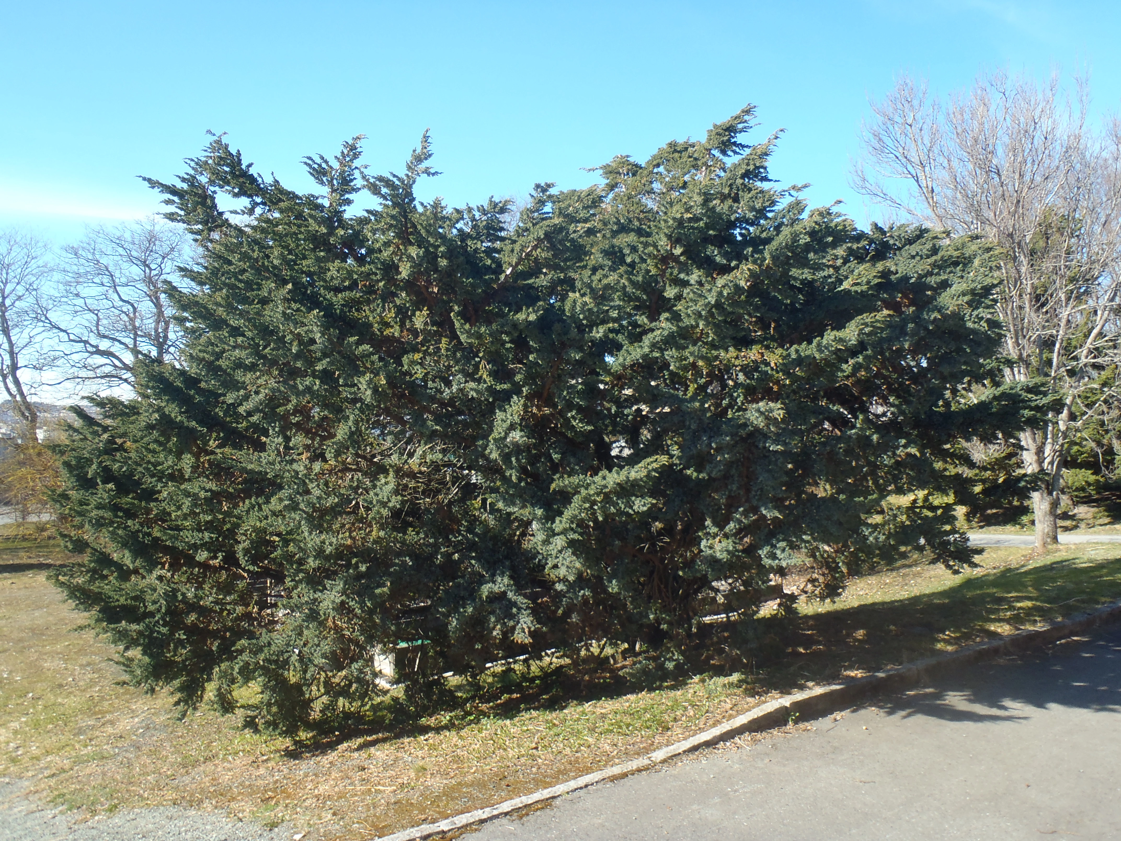 : Juniperus squamata.