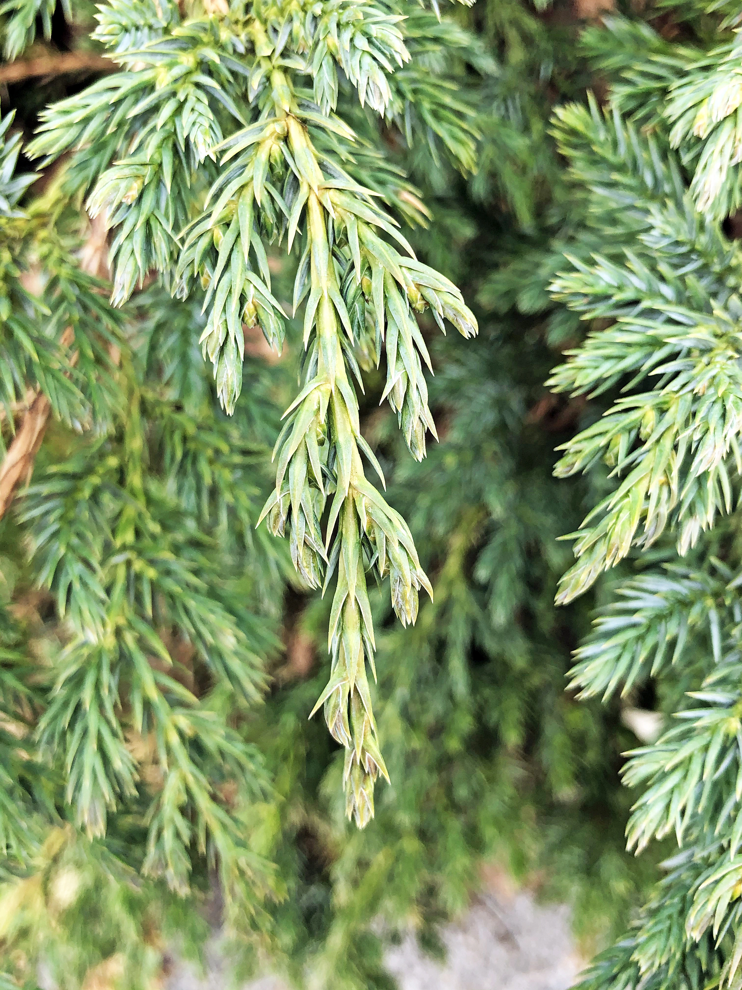 : Juniperus squamata.