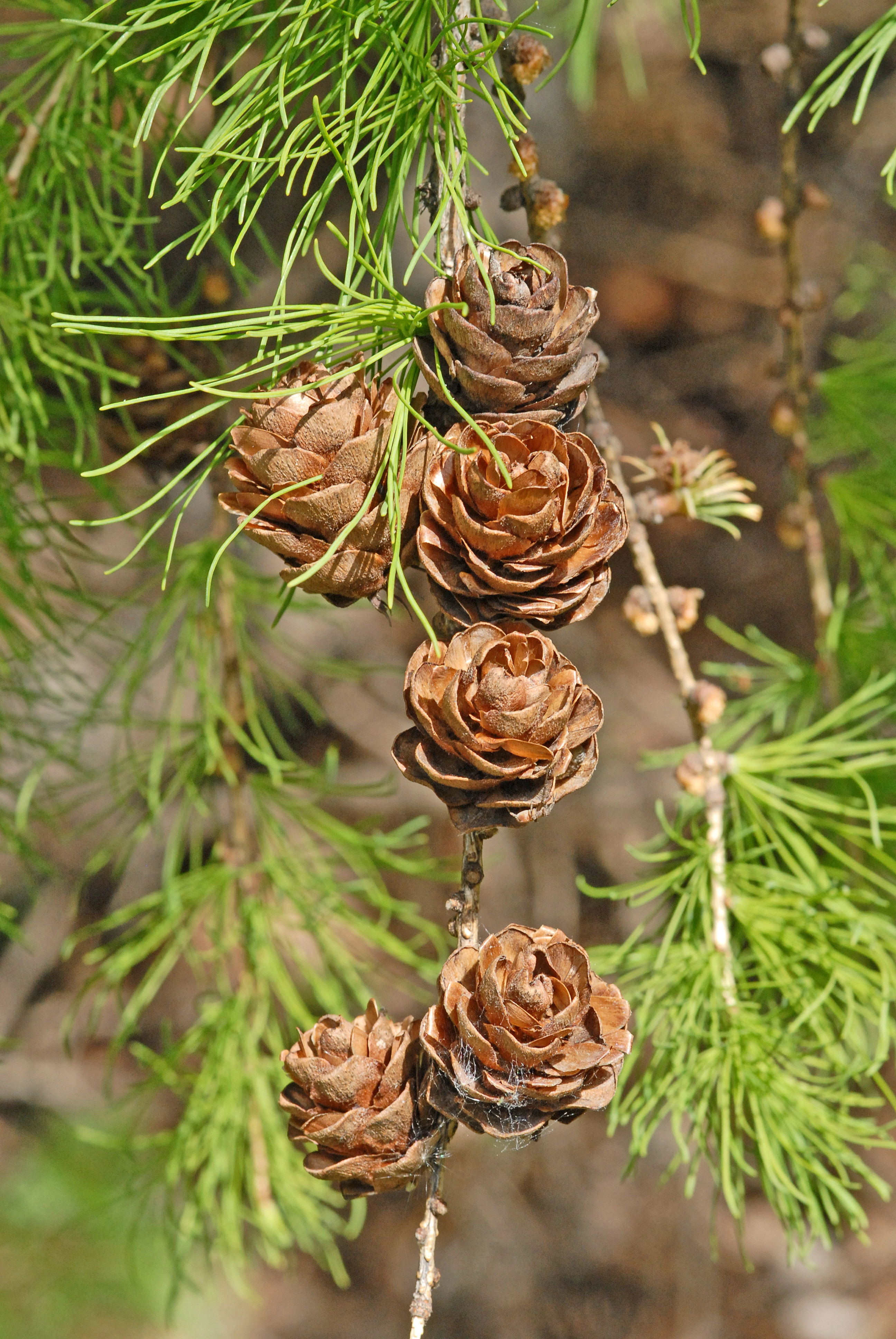 : Larix ×marschlinsii.