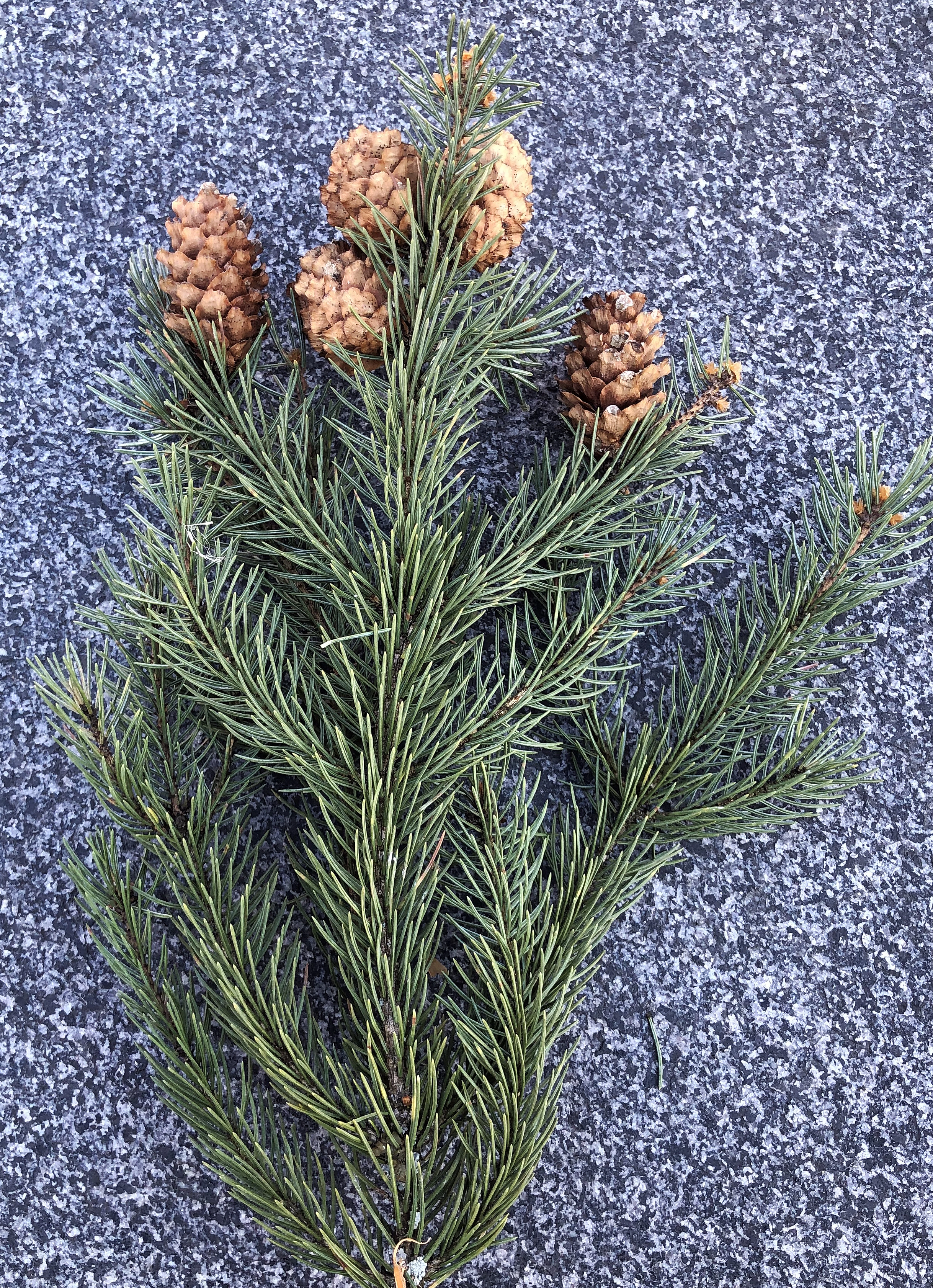 : Picea engelmannii.