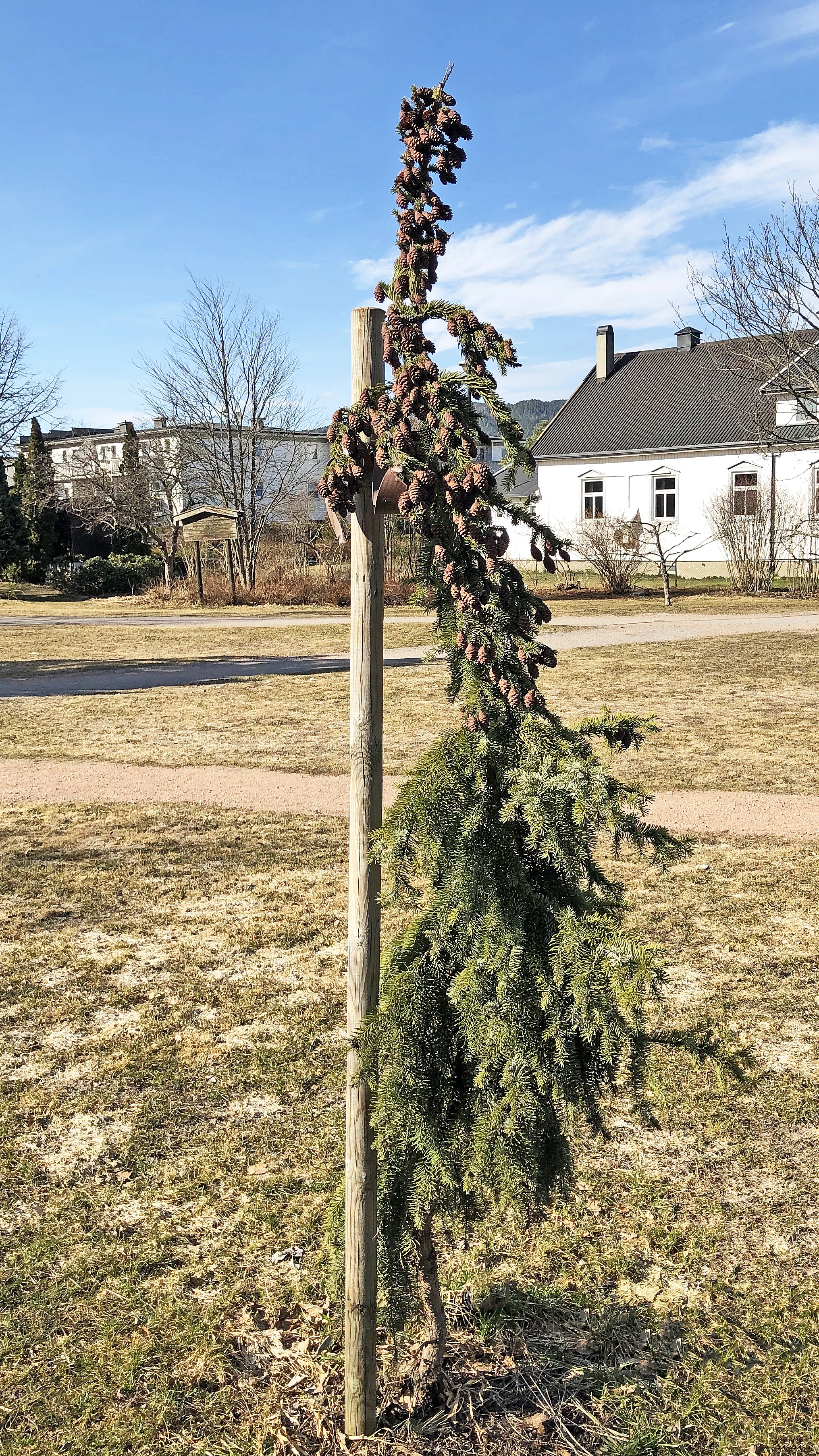 : Picea omorika.