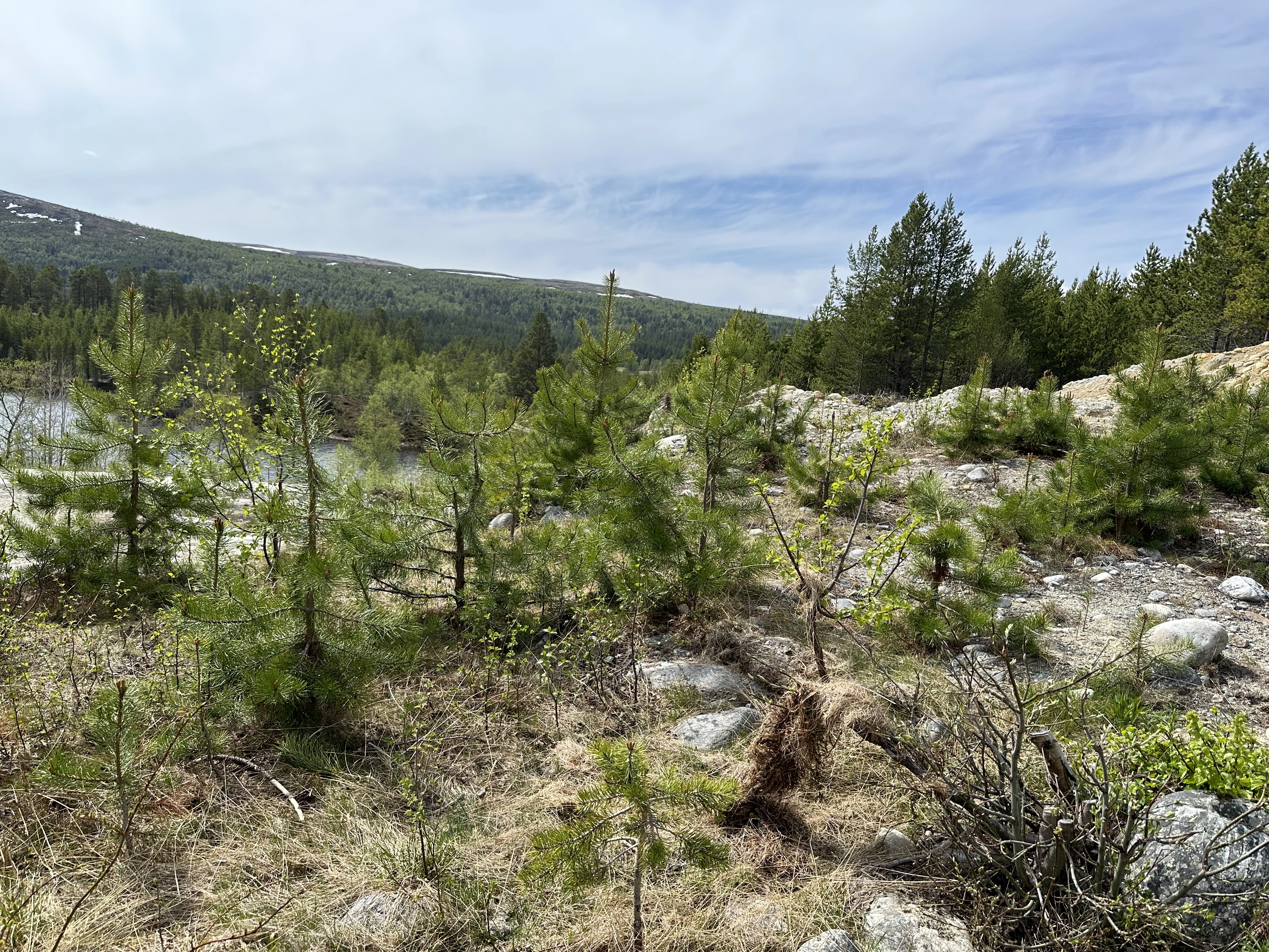 : Pinus contorta latifolia.