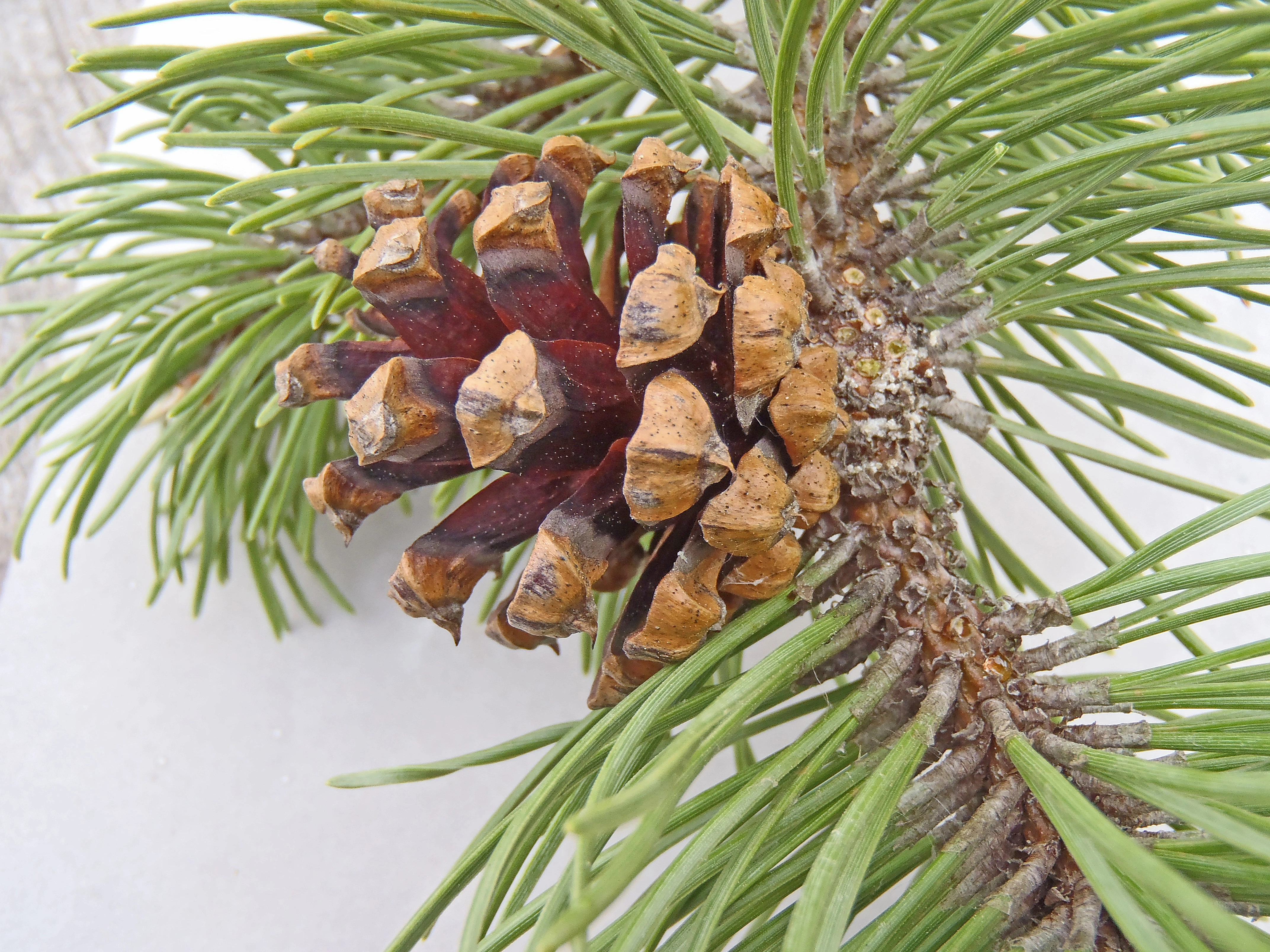 : Pinus mugo rotundata.