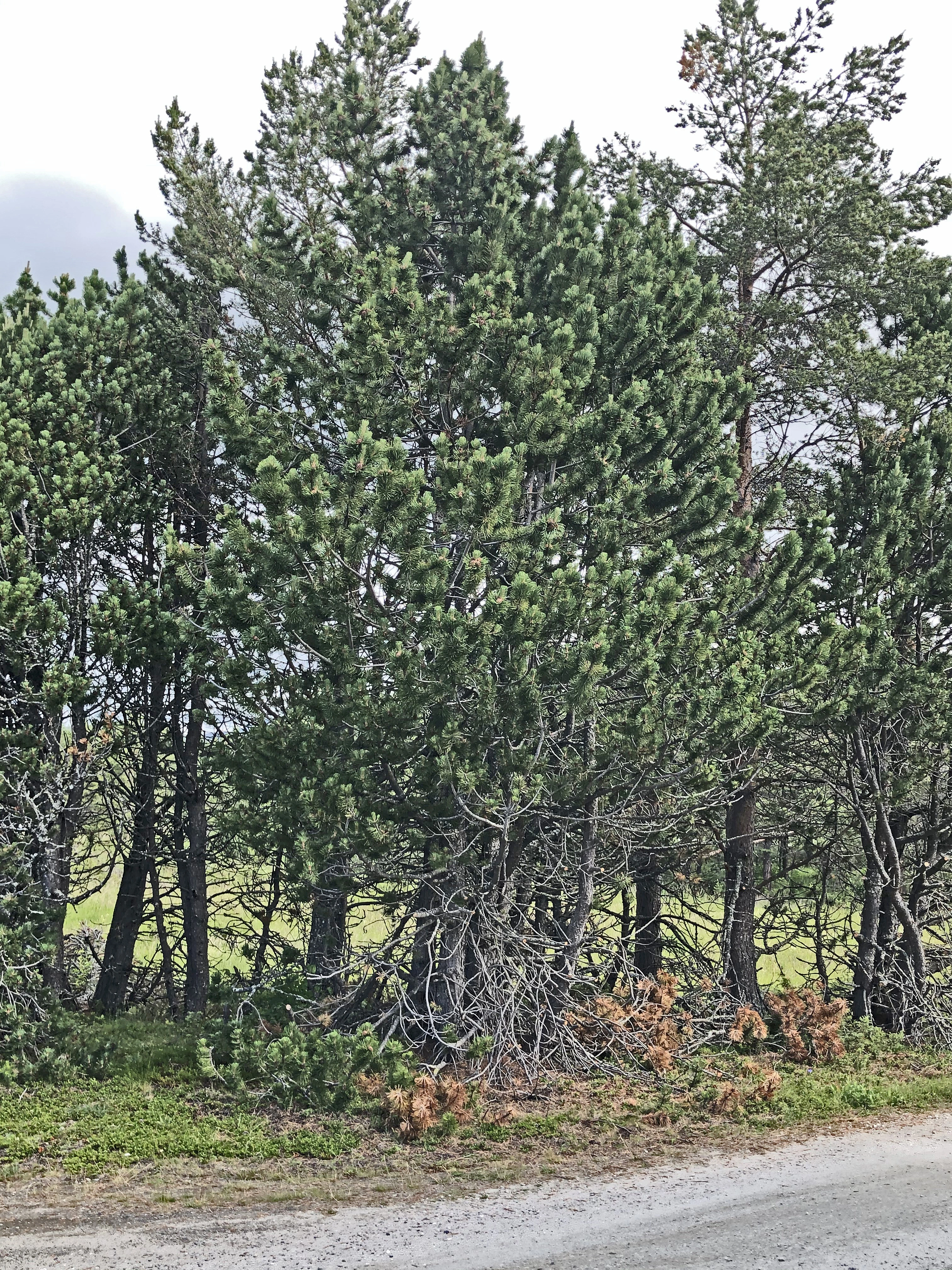 : Pinus mugo uncinata.