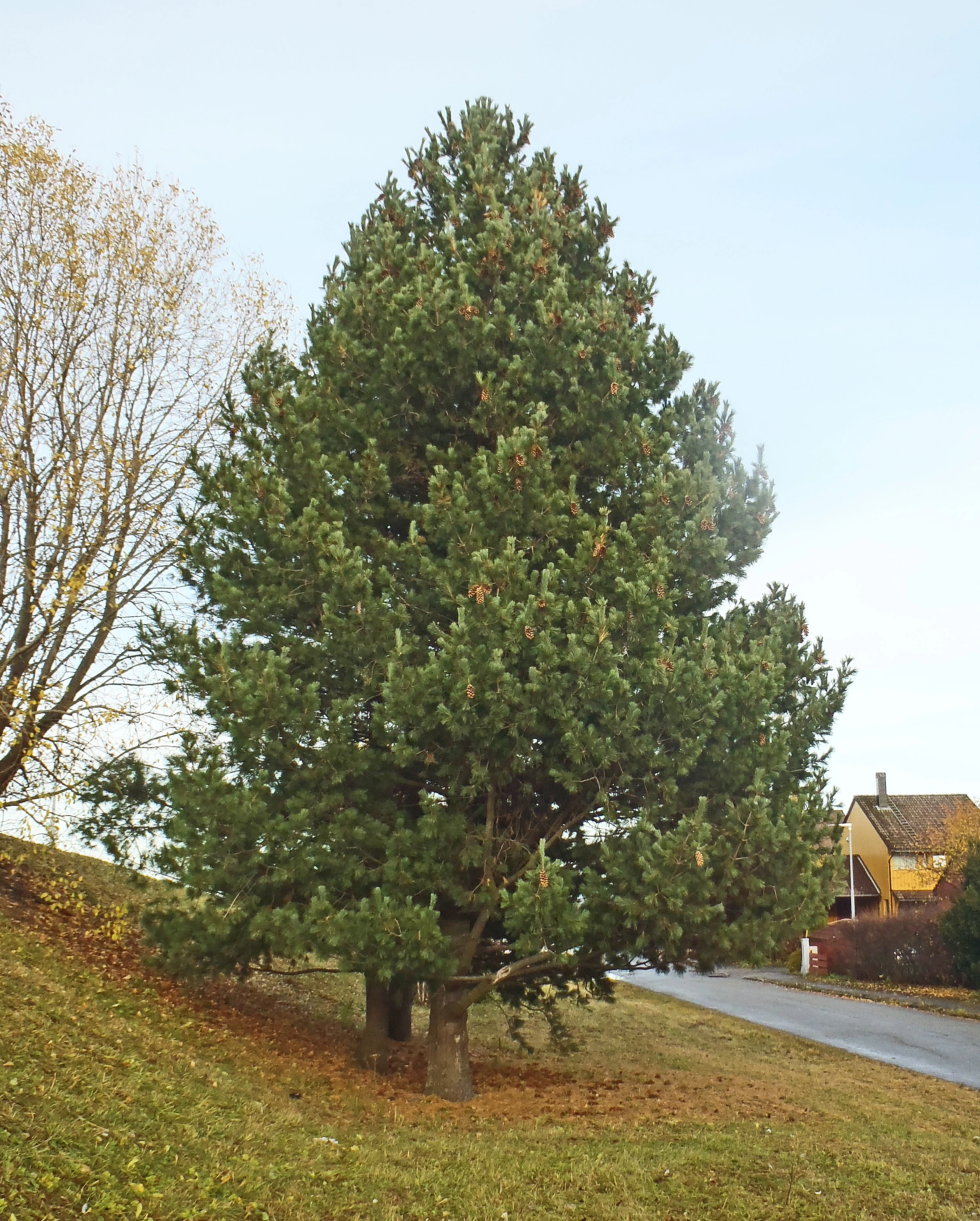 : Pinus peuce.