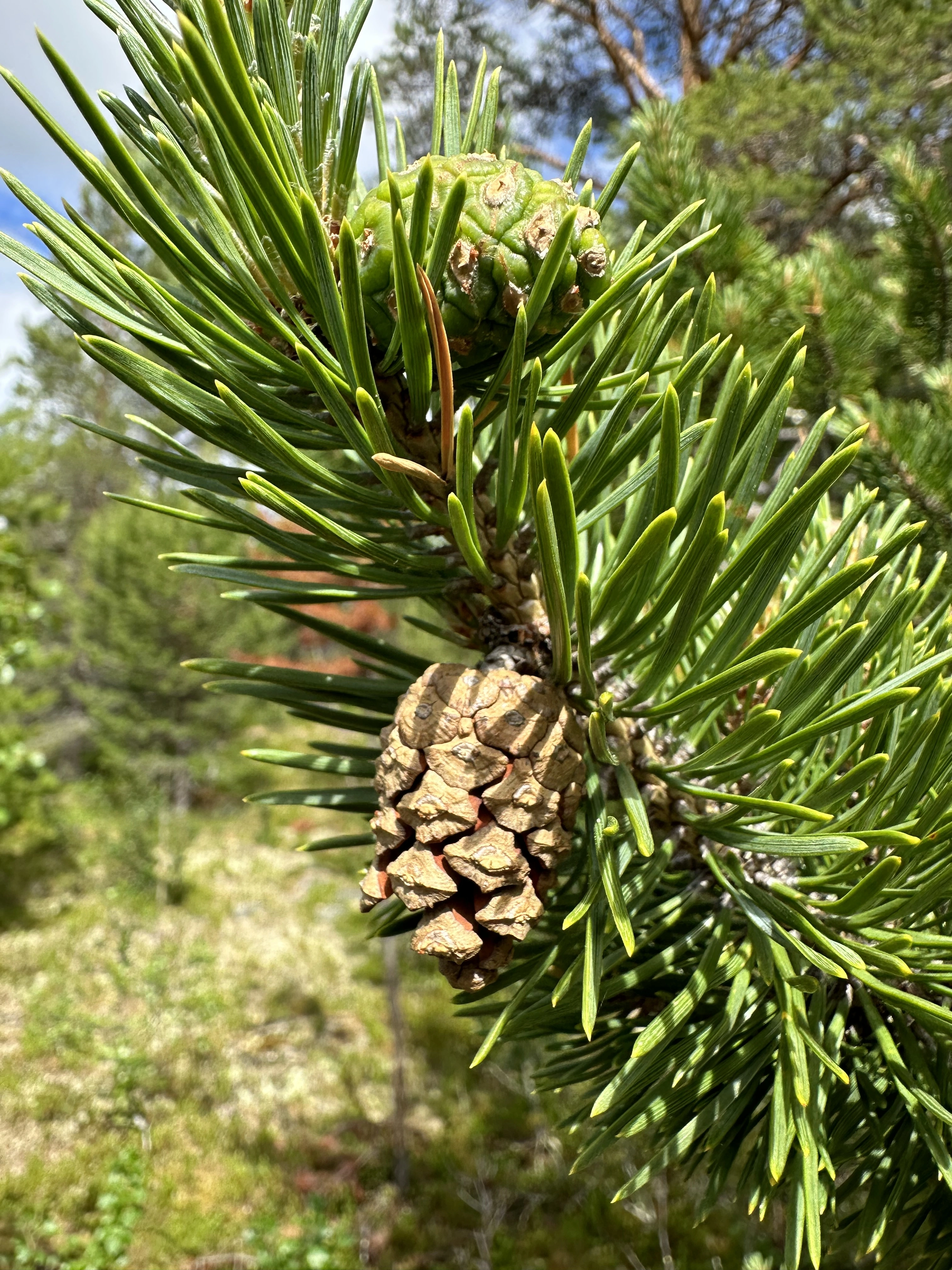 : Pinus sylvestris lapponica.