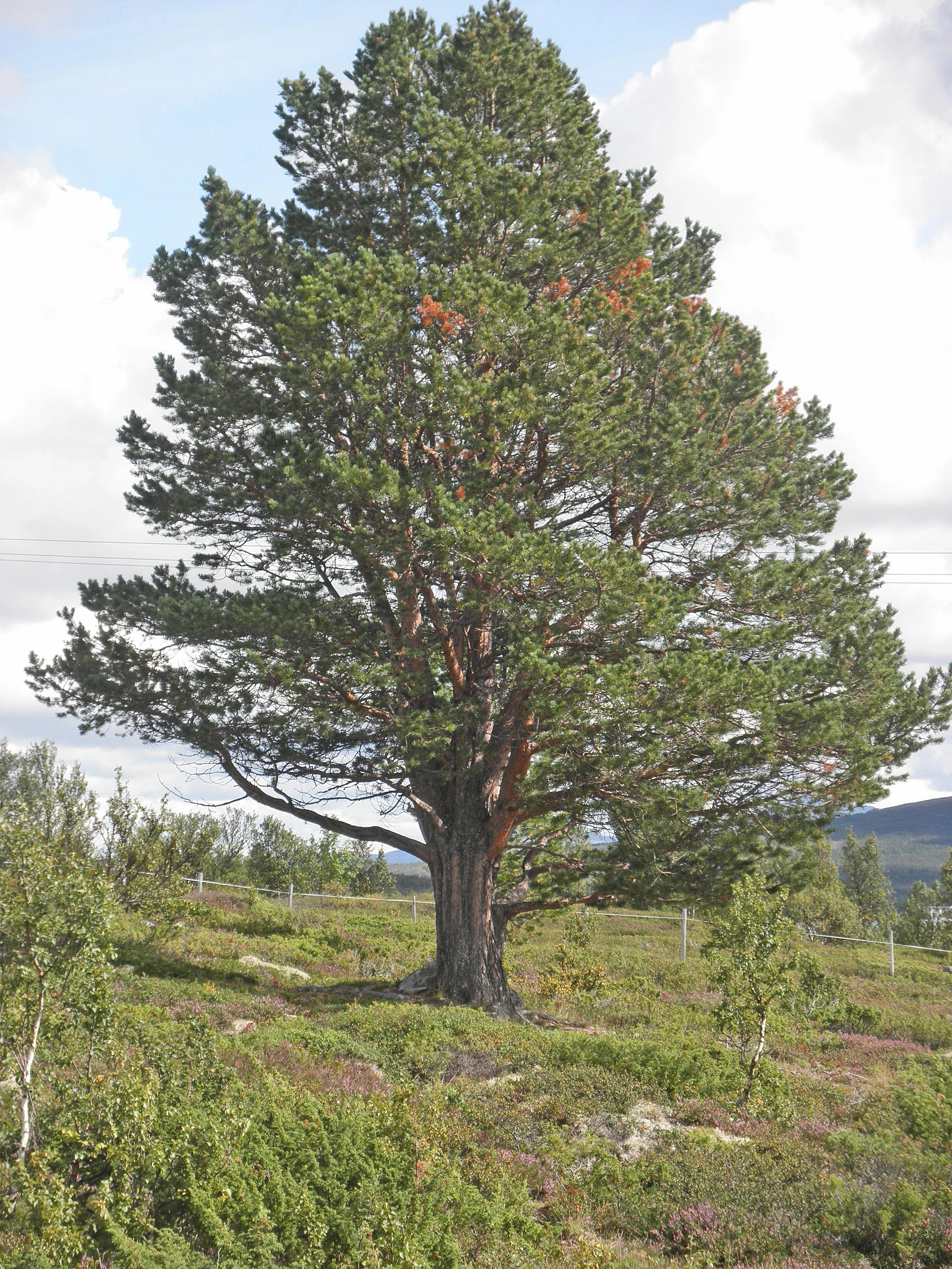 : Pinus sylvestris lapponica.