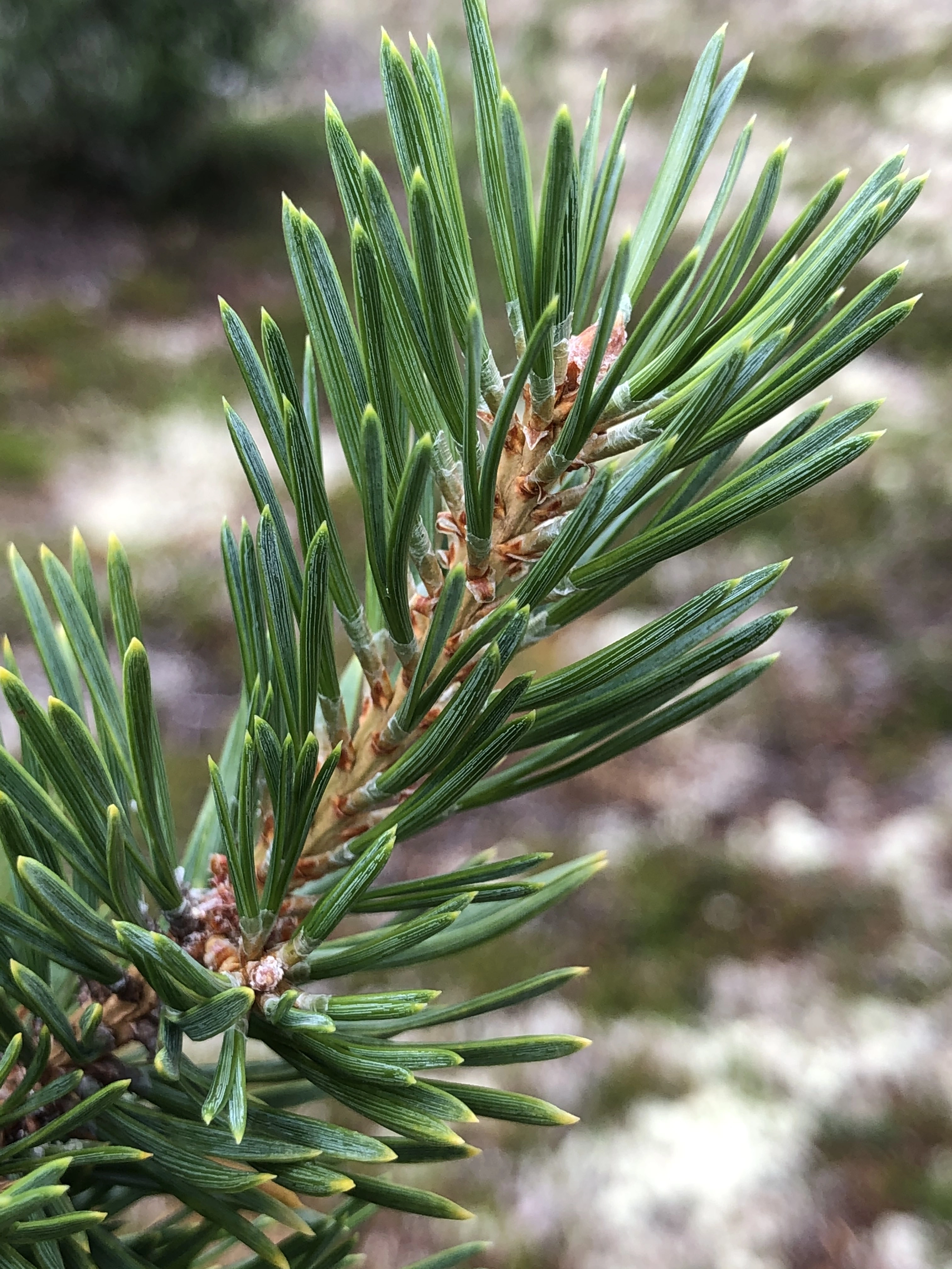 : Pinus sylvestris lapponica.