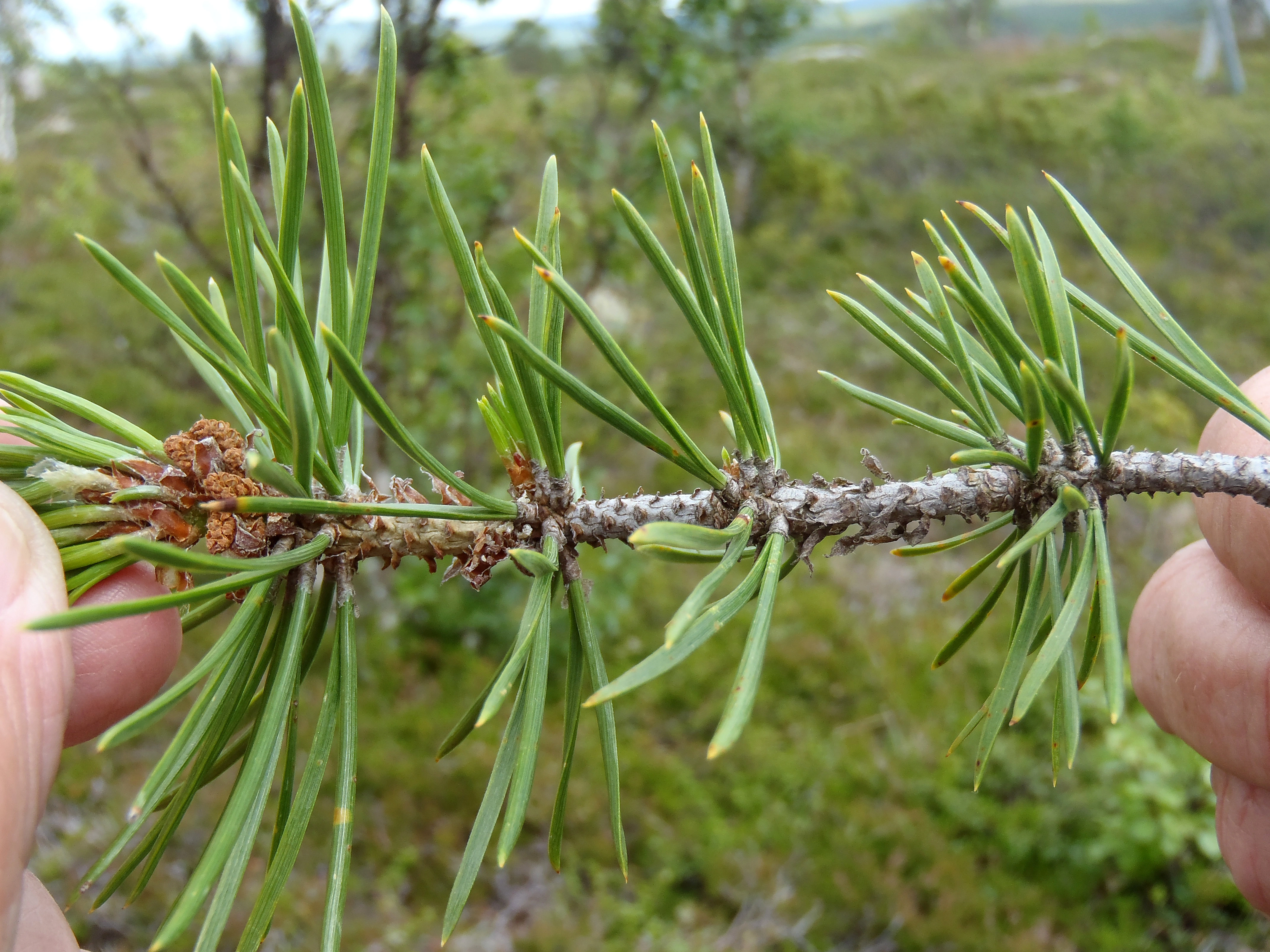 : Pinus sylvestris lapponica.