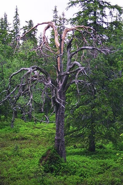 : Pinus sylvestris sylvestris.