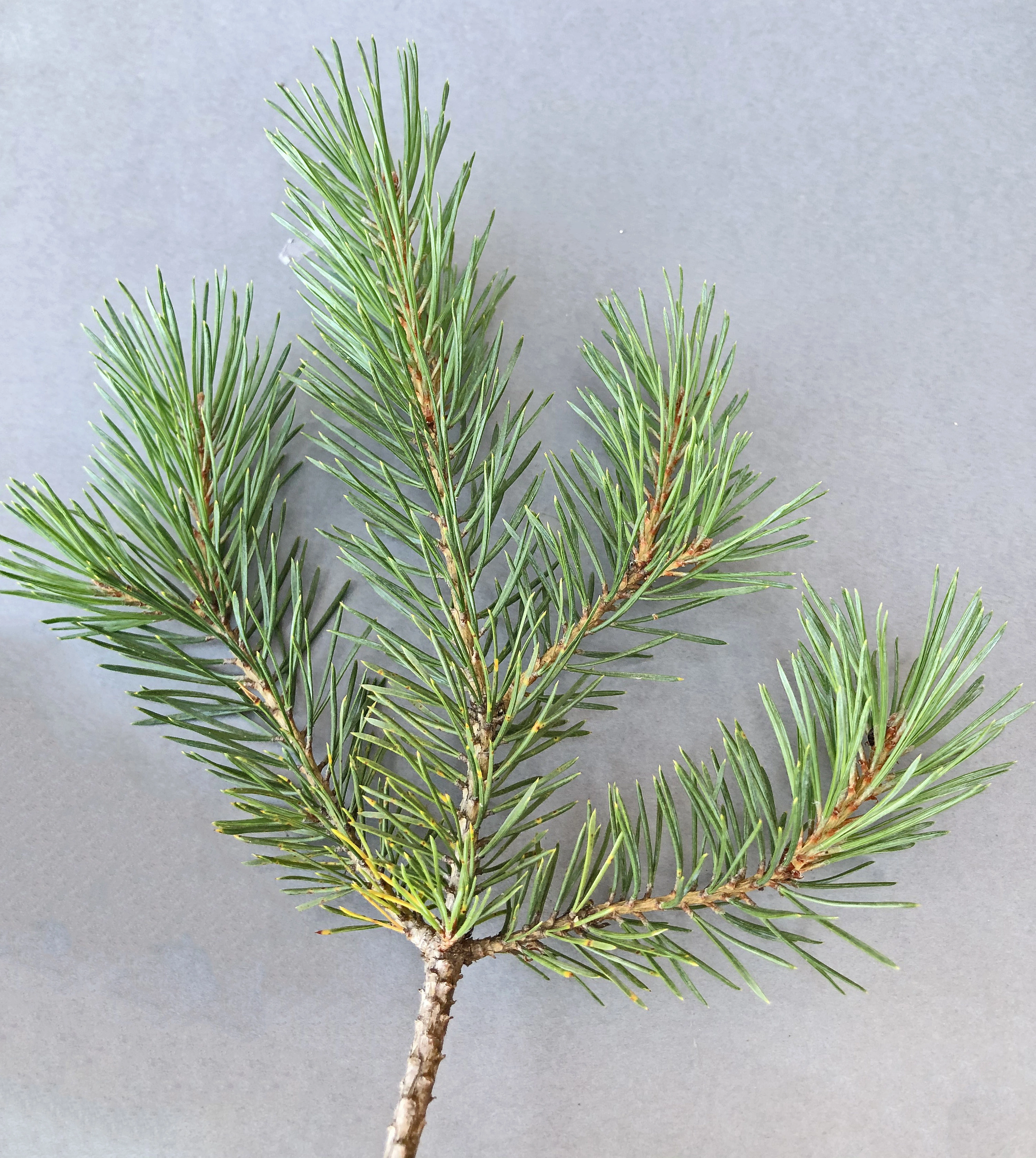 : Pinus sylvestris sylvestris.