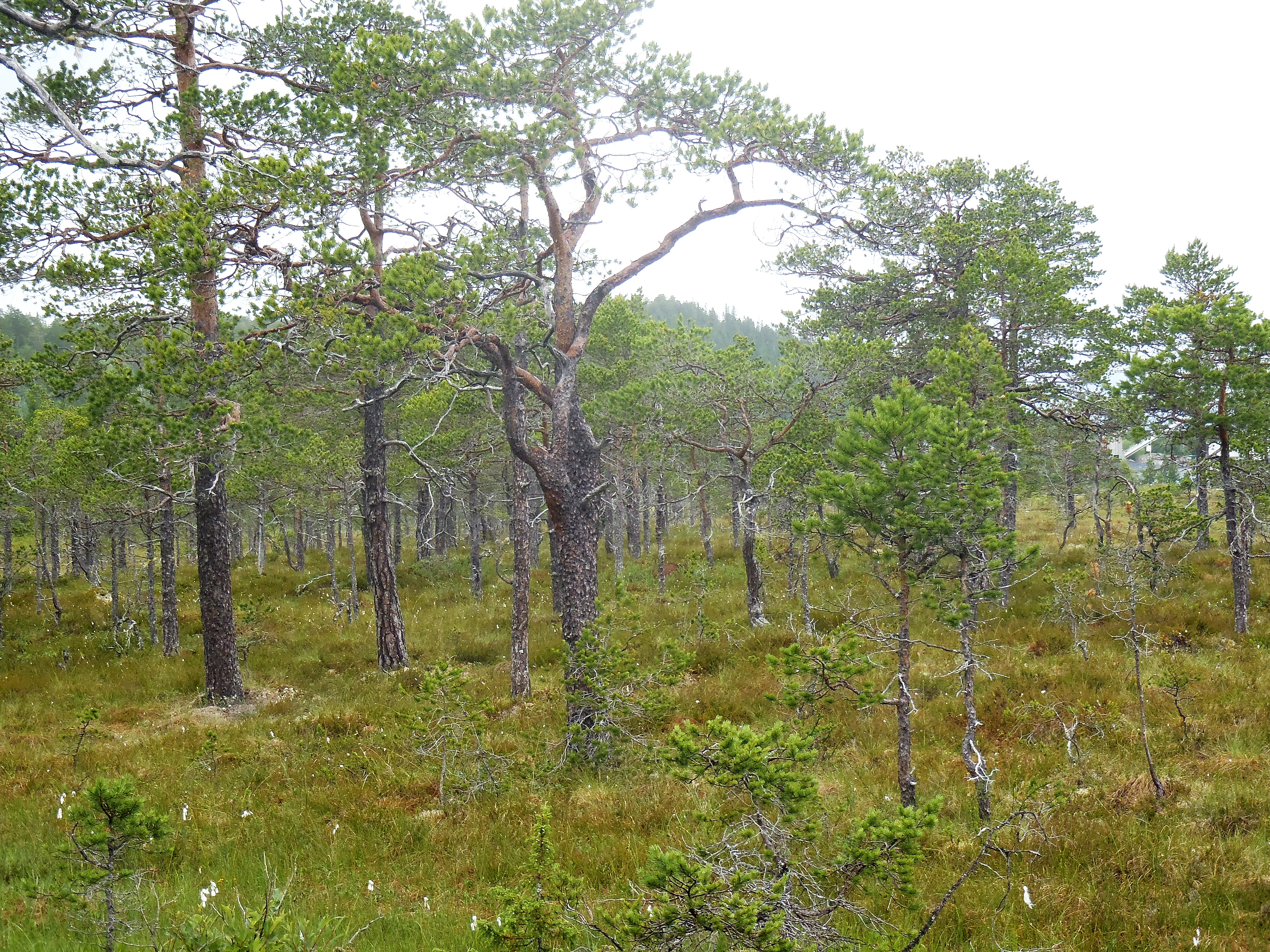 : Pinus sylvestris sylvestris.