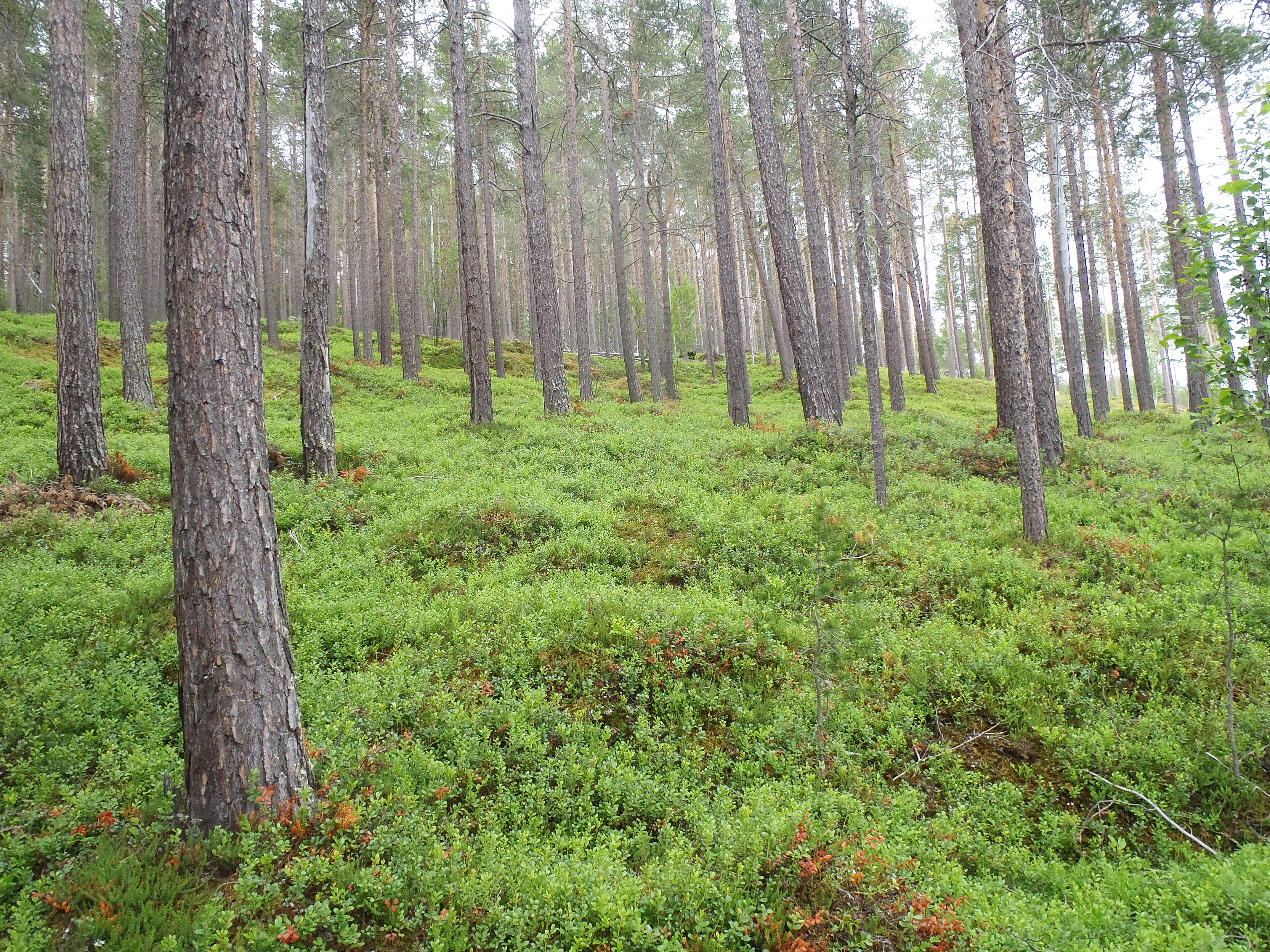 : Pinus sylvestris sylvestris.