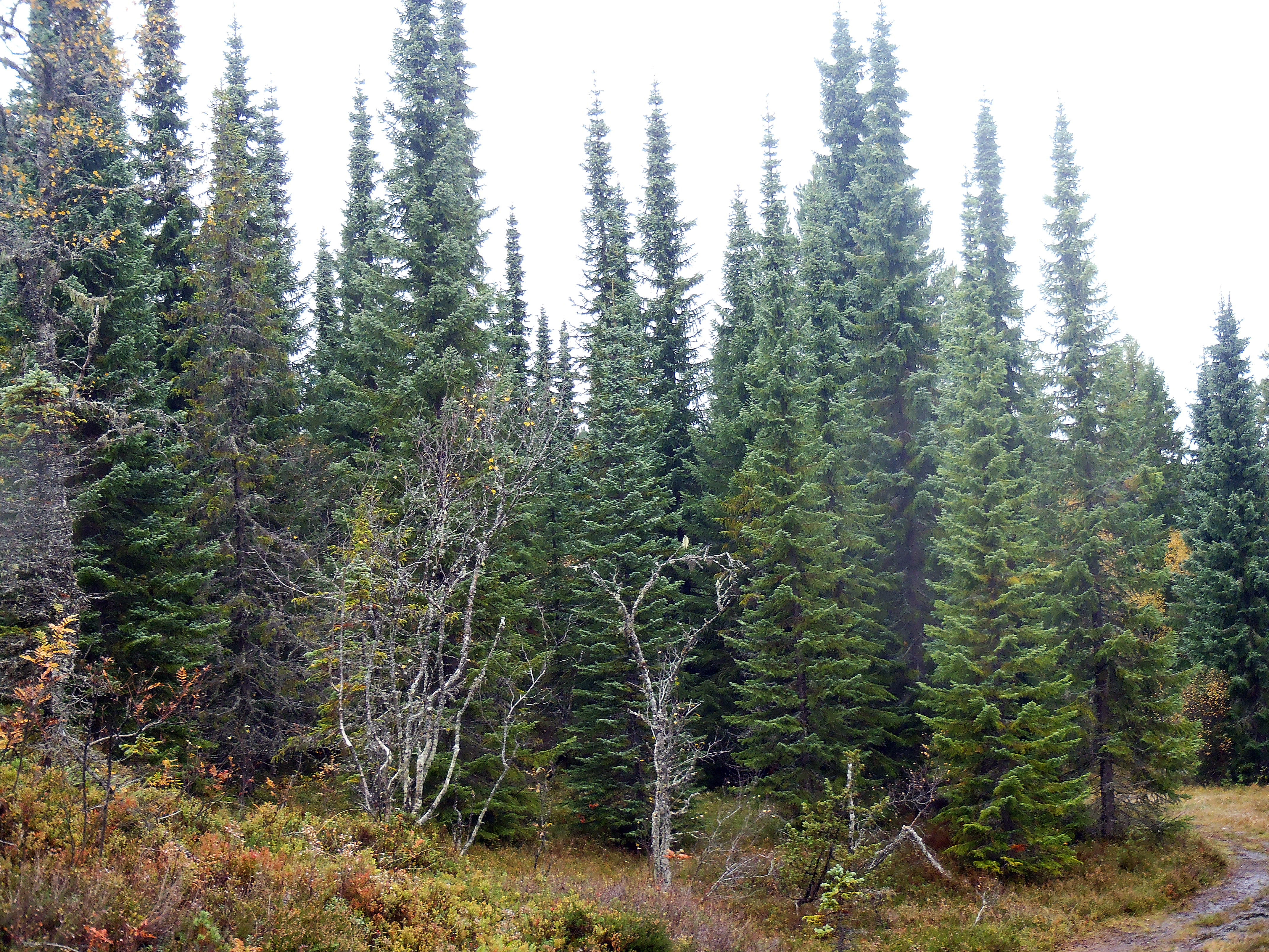 : Tsuga heterophylla.