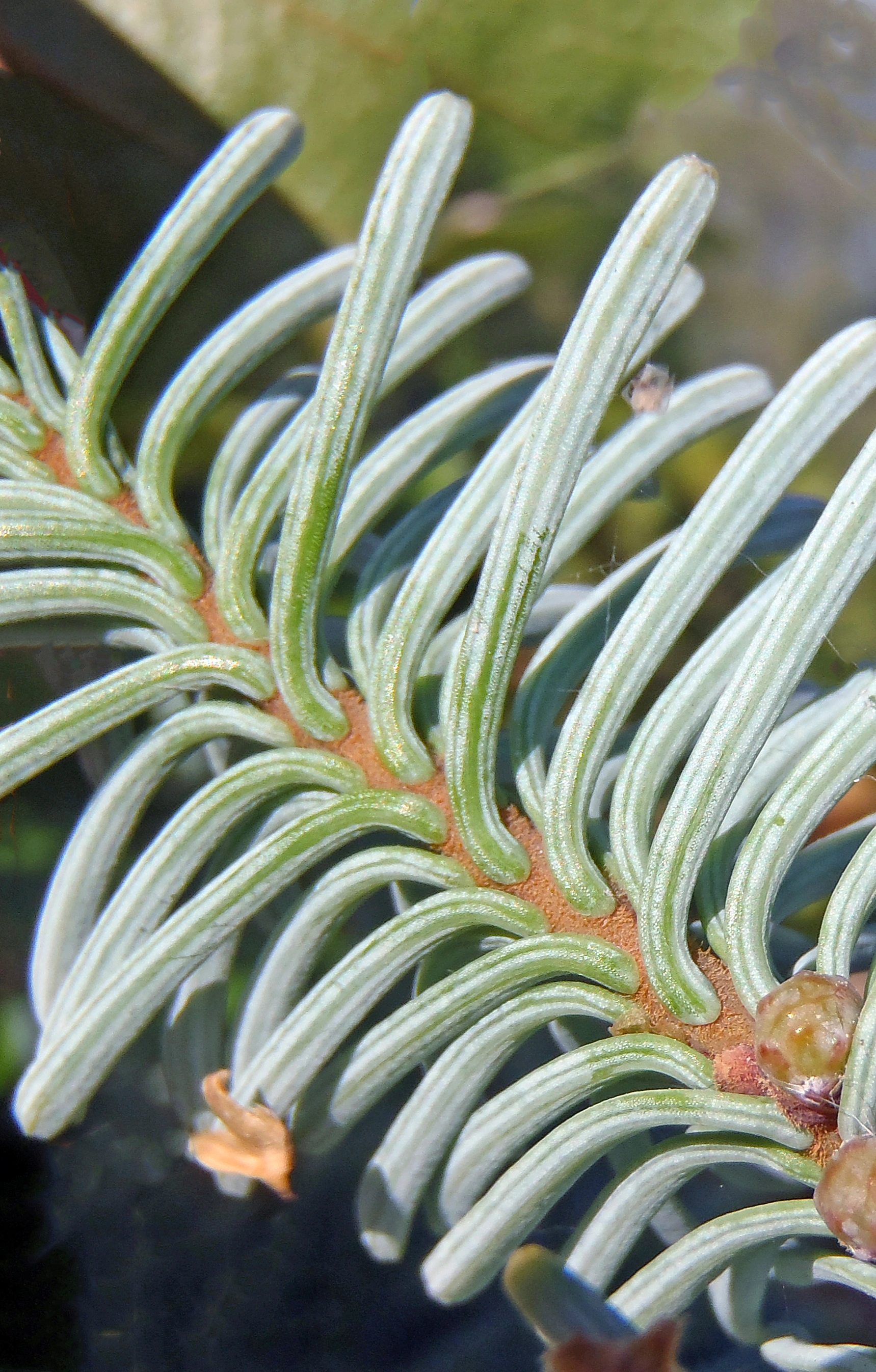 : Abies magnifica.