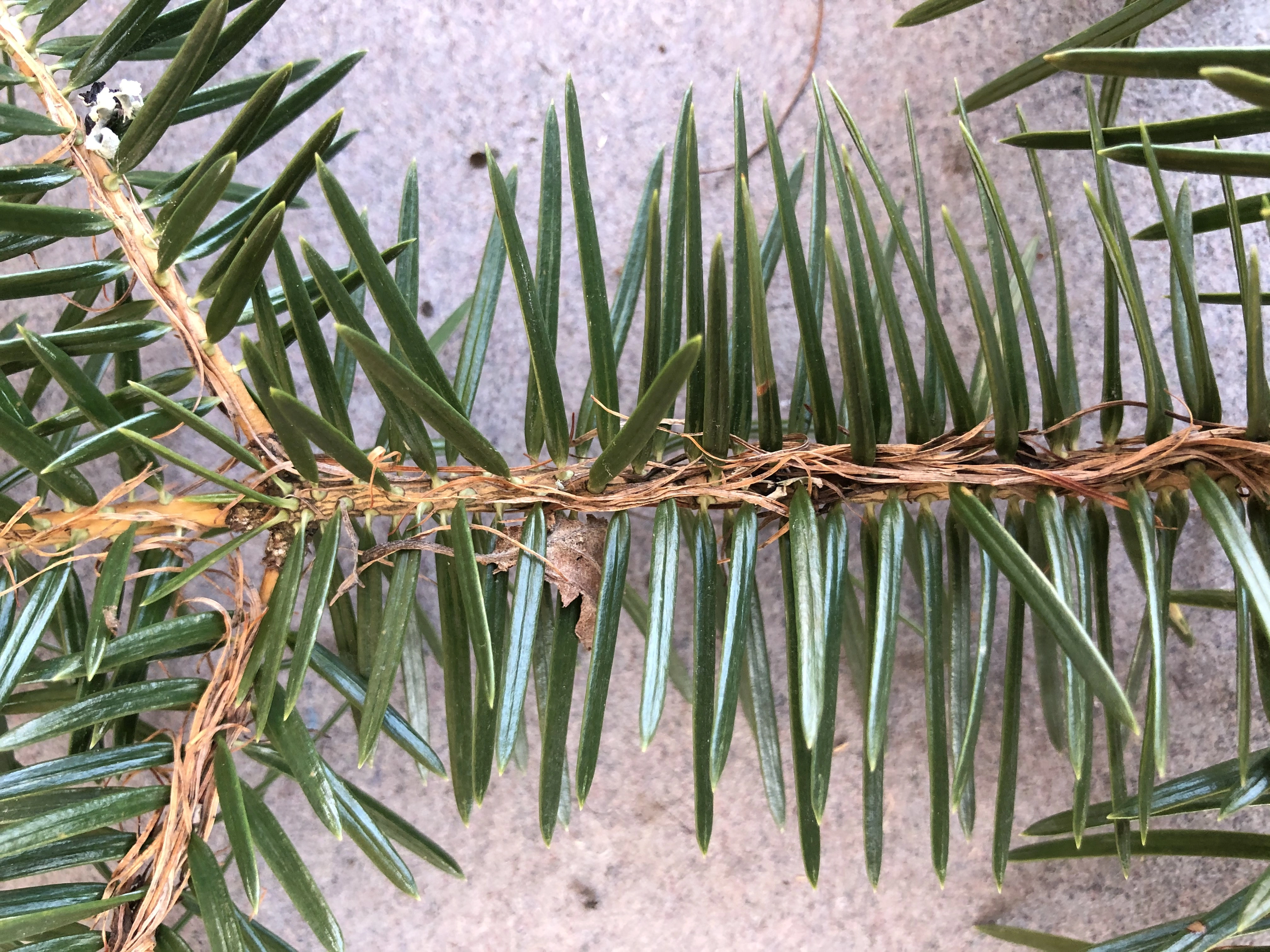 : Abies cephalonica.