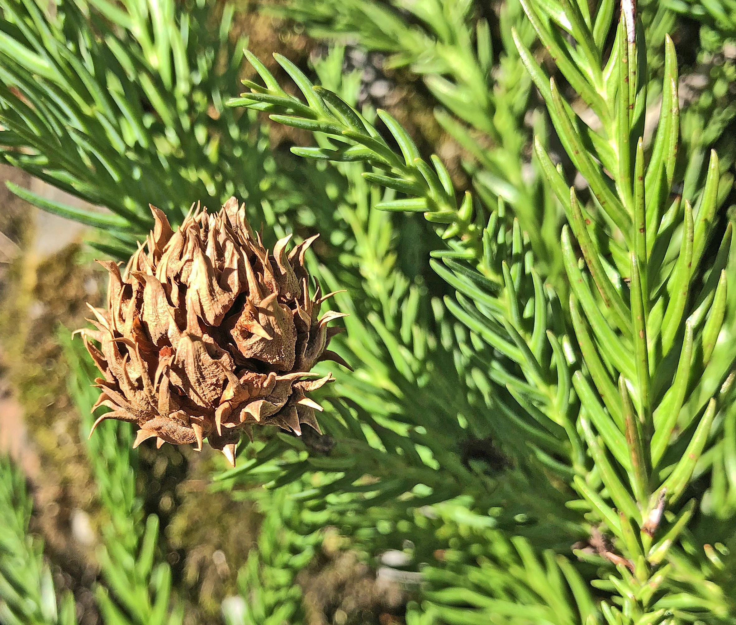 : Cryptomeria japonica.