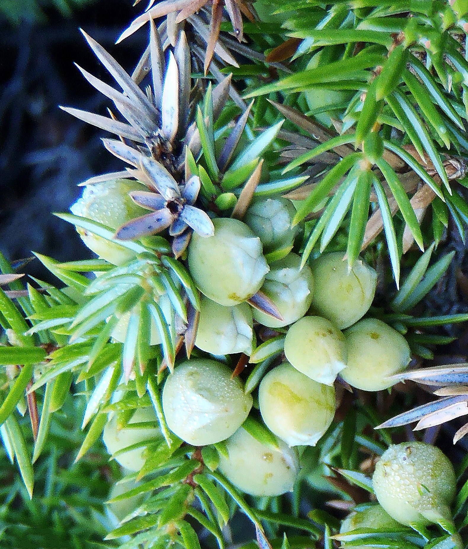 : Juniperus communis communis.