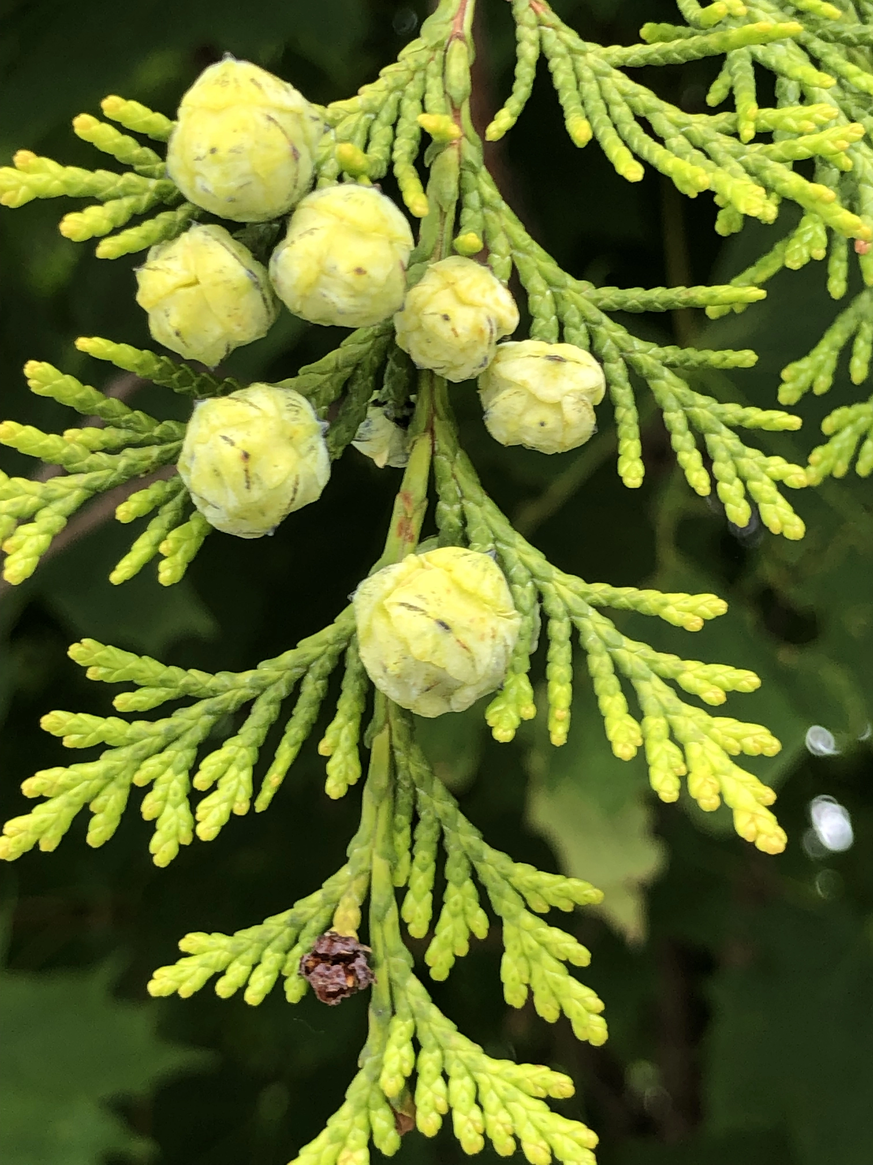 : Chamaecyparis lawsoniana.