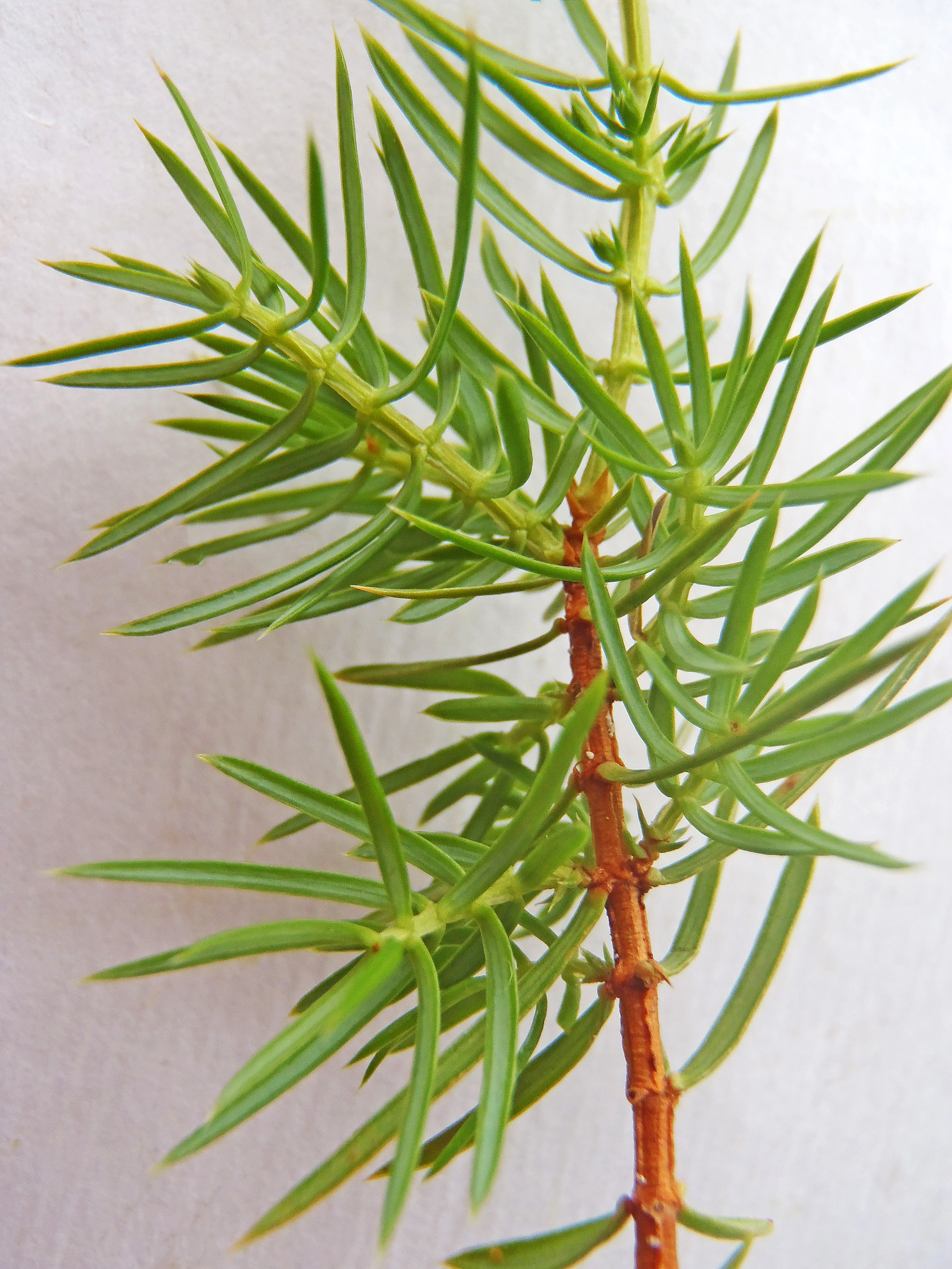 : Juniperus communis communis.