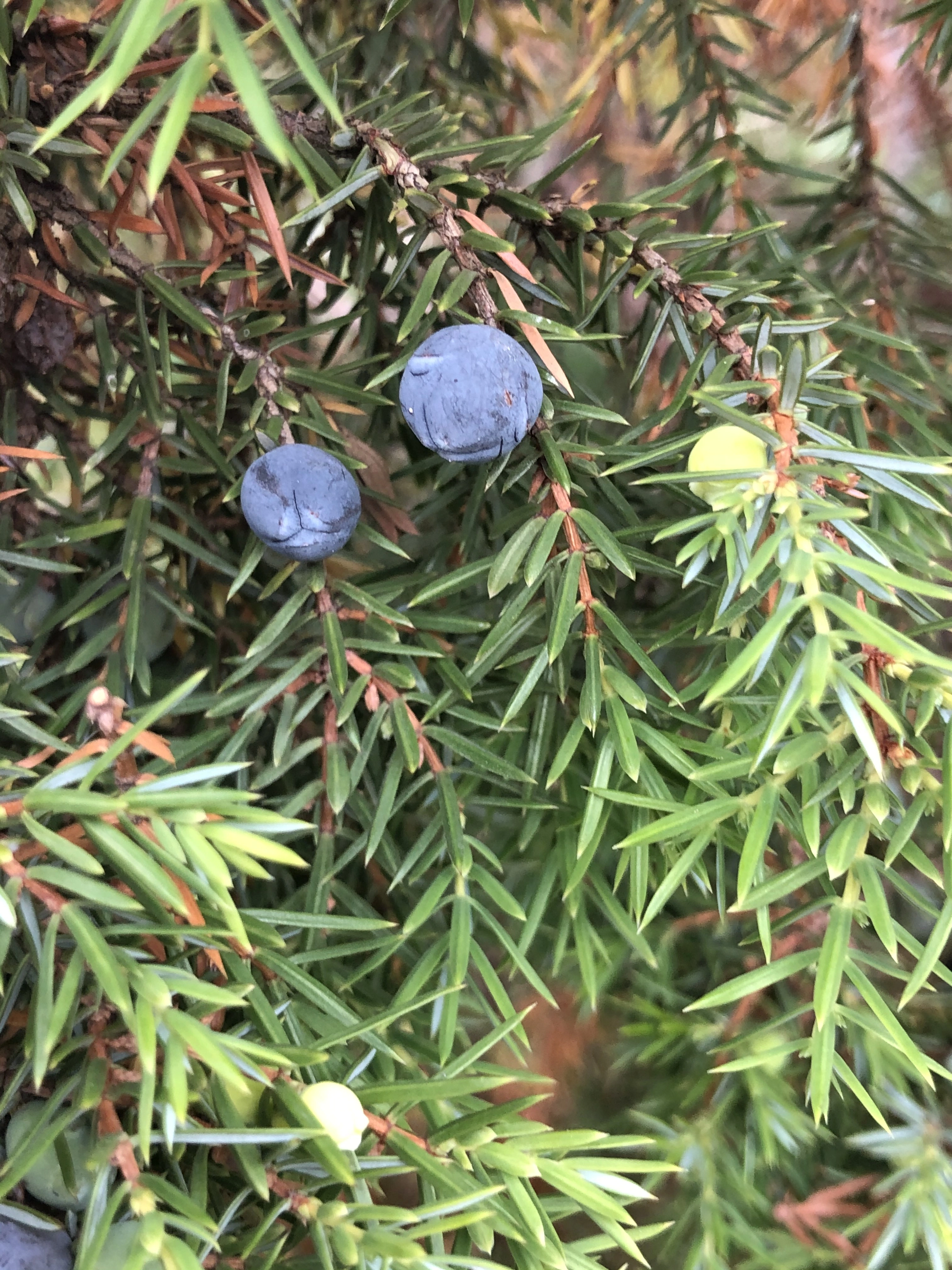 : Juniperus communis communis.